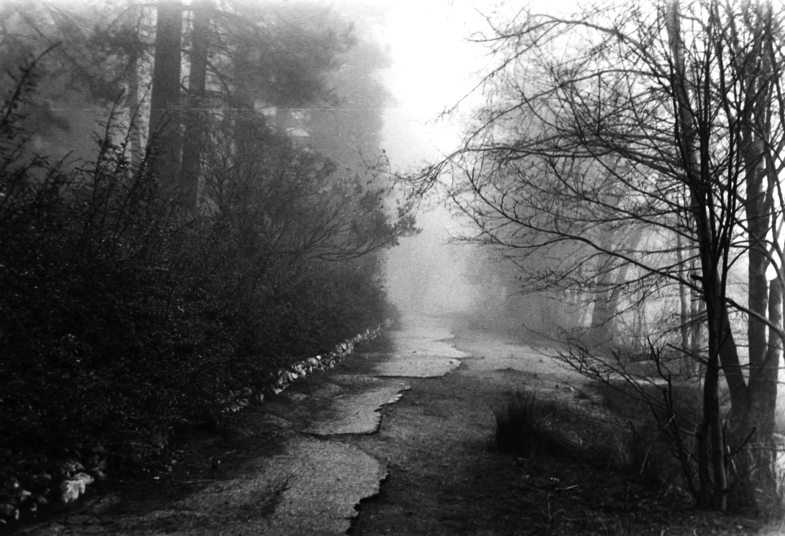 A foggy, deserted dirt and gravel pathway winding through a wooded area with trees on both sides, some with bare branches, shrouded in mist.