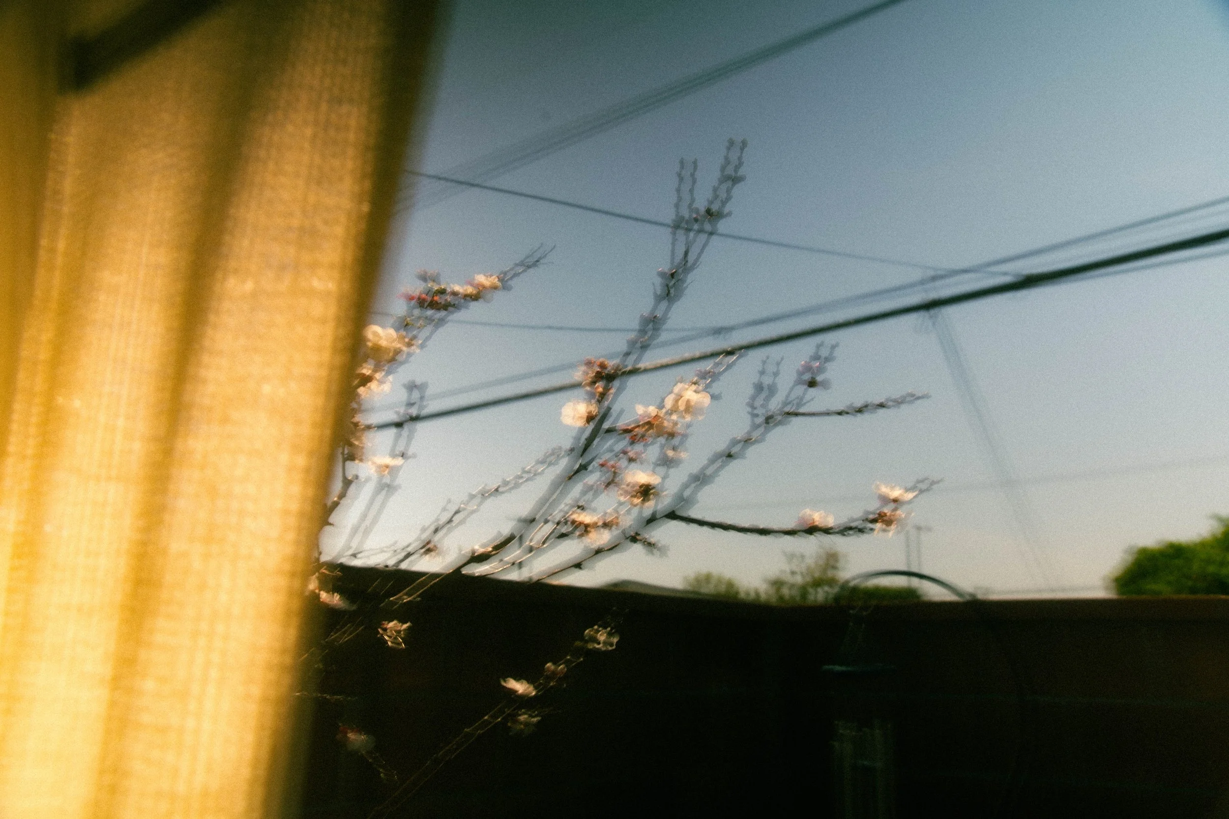 Reflected pink cherry blossoms and power lines on a window with a yellow curtain on the left