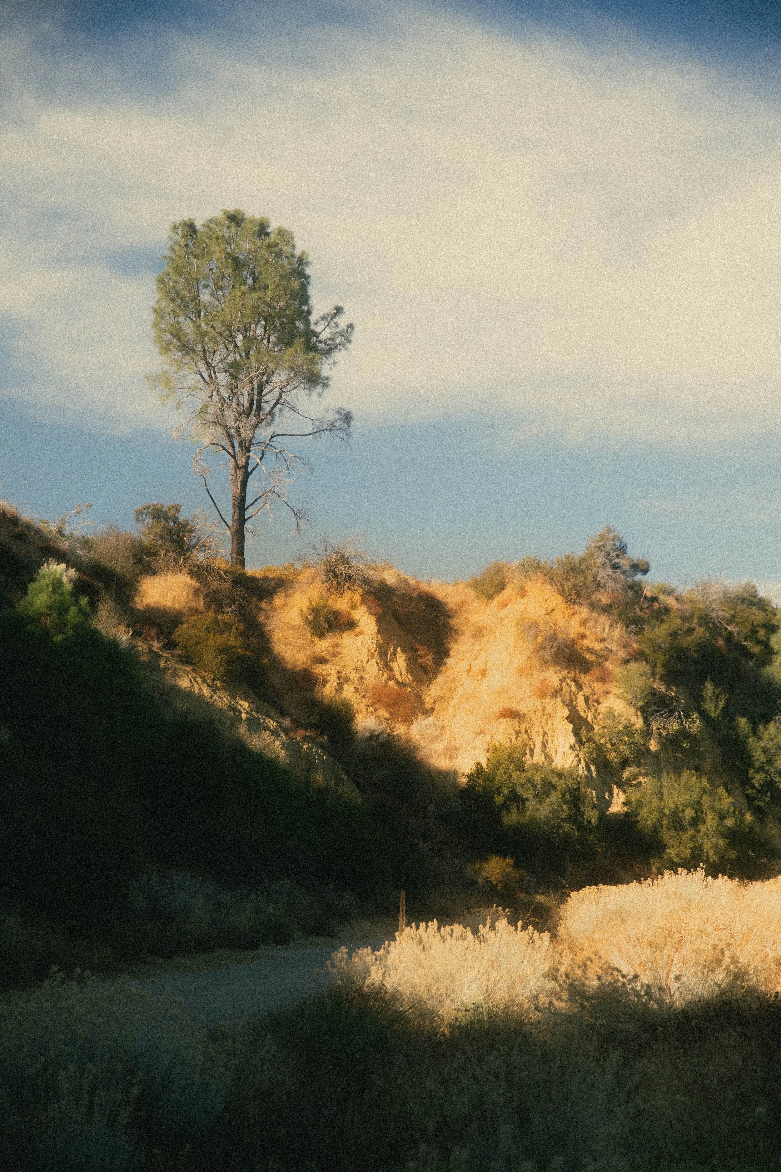 A landscape scene with sandy hills, sparse vegetation, and a tall tree against a partly cloudy sky, illuminated by warm sunlight.