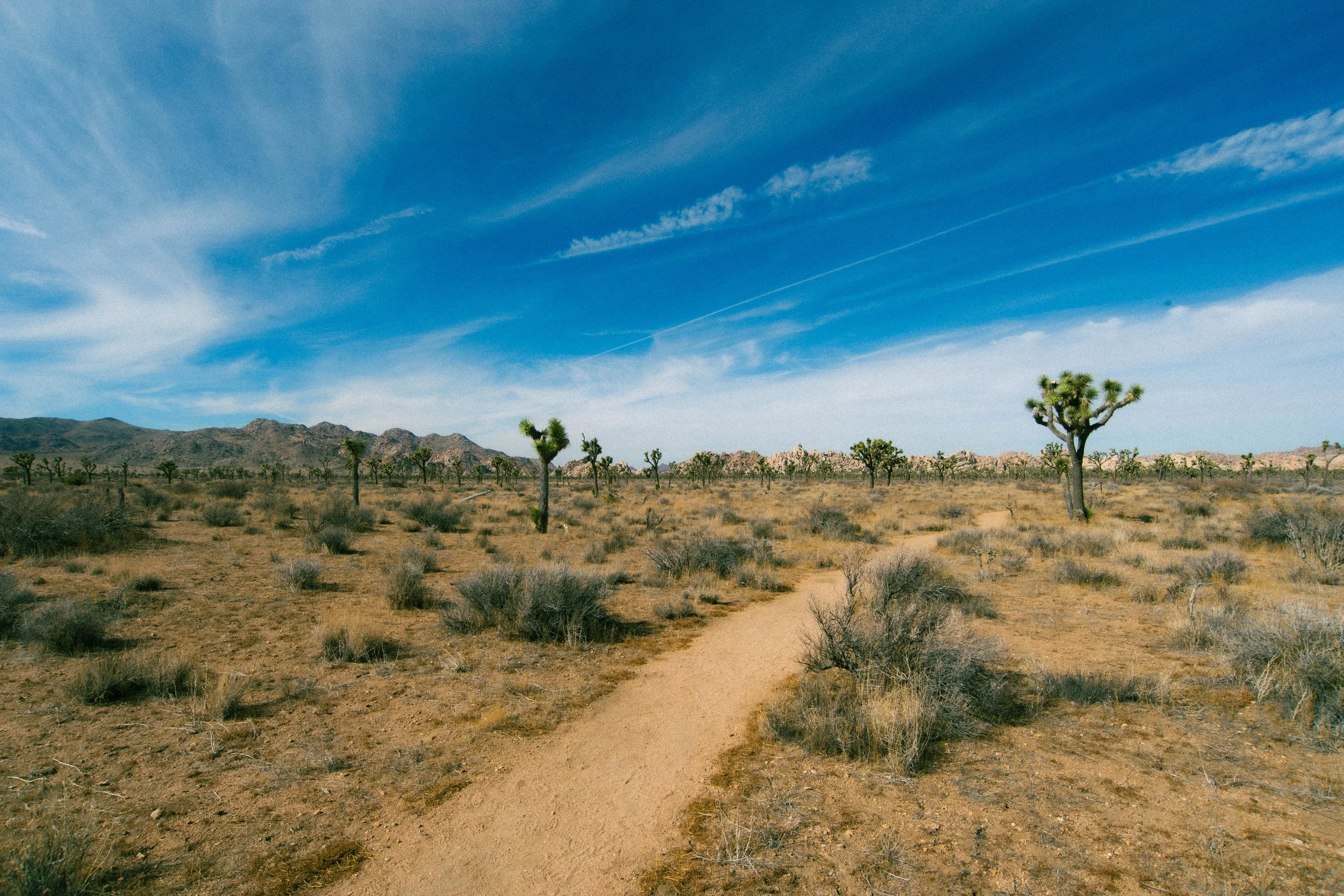 A desert landscape with a dirt trail, sparse bushes, and scattered Joshua trees under a blue sky with wispy clouds.