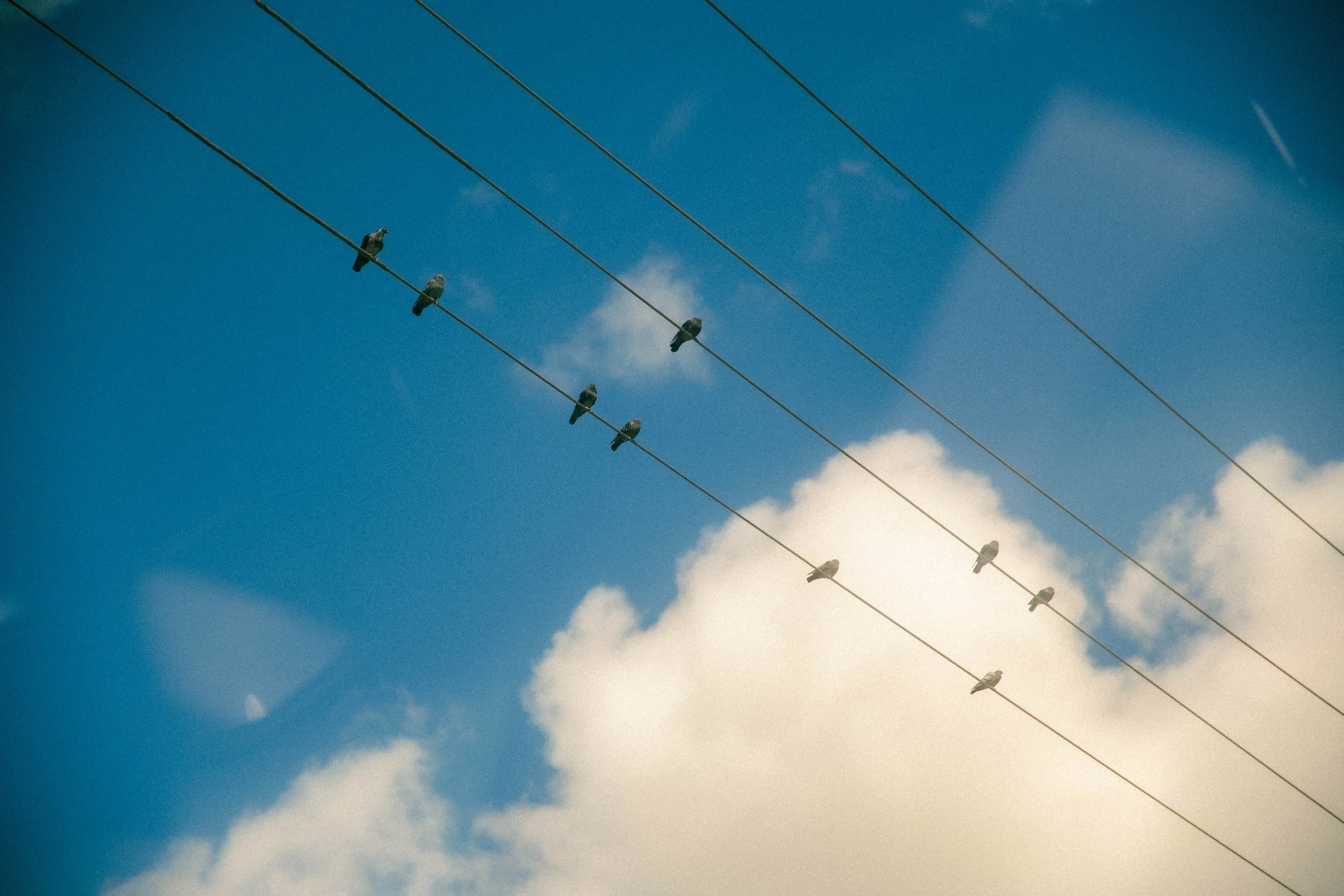 Seven birds perched on power lines against a blue sky with white clouds.