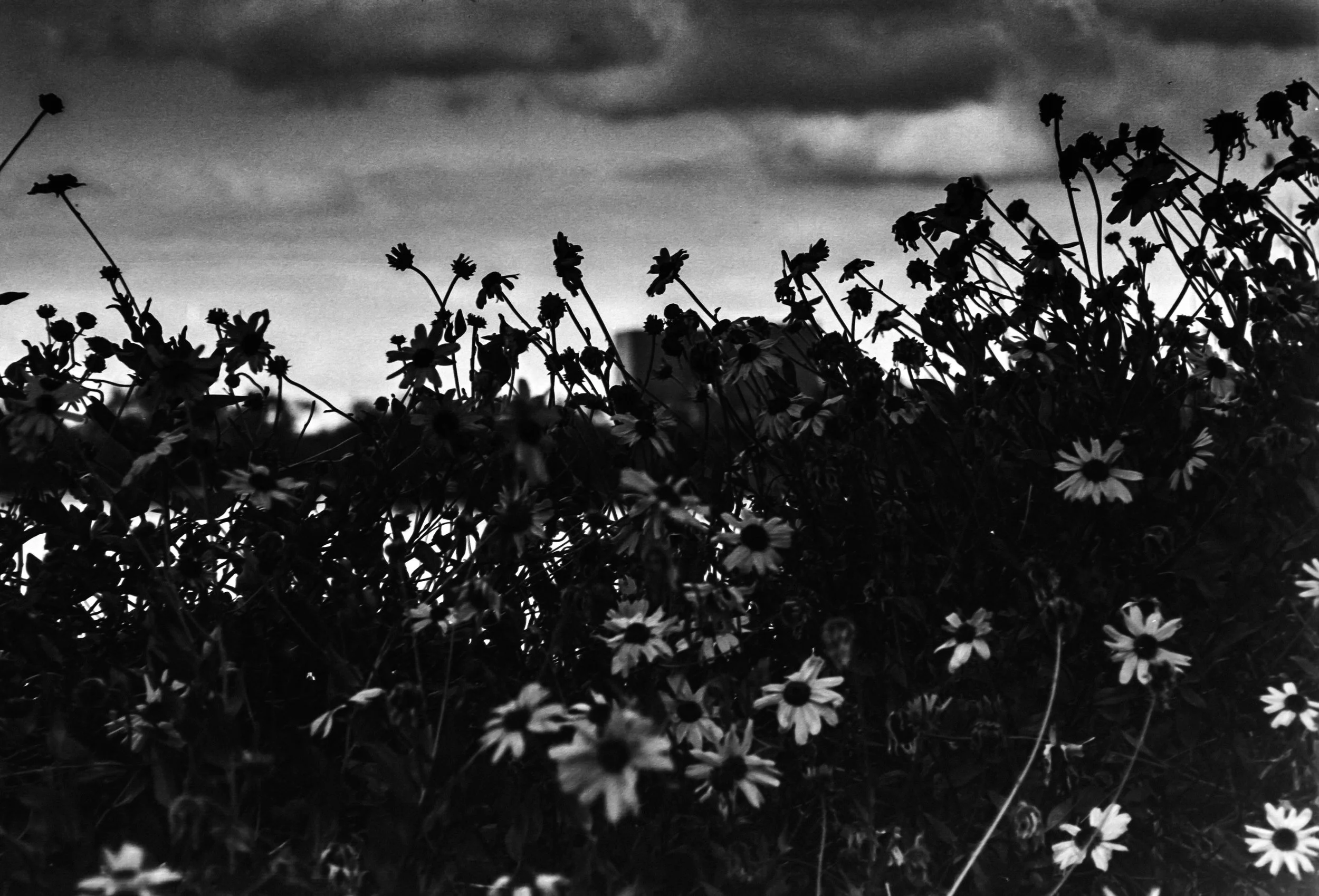 Black and white photo of wildflowers and plants in silhouette against a cloudy sky