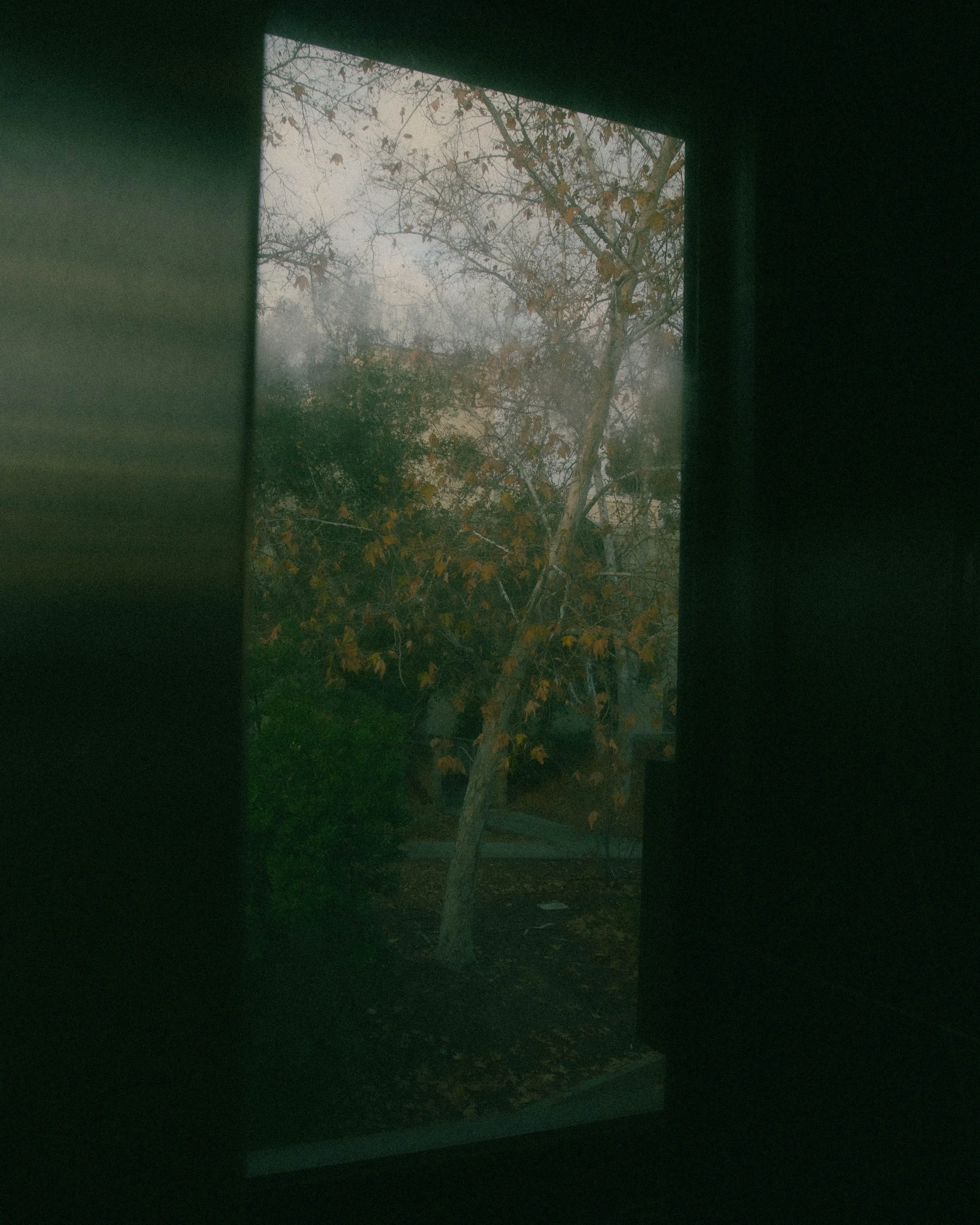View of a tree with orange and yellow leaves outside a window, with darker interior framing the scene.