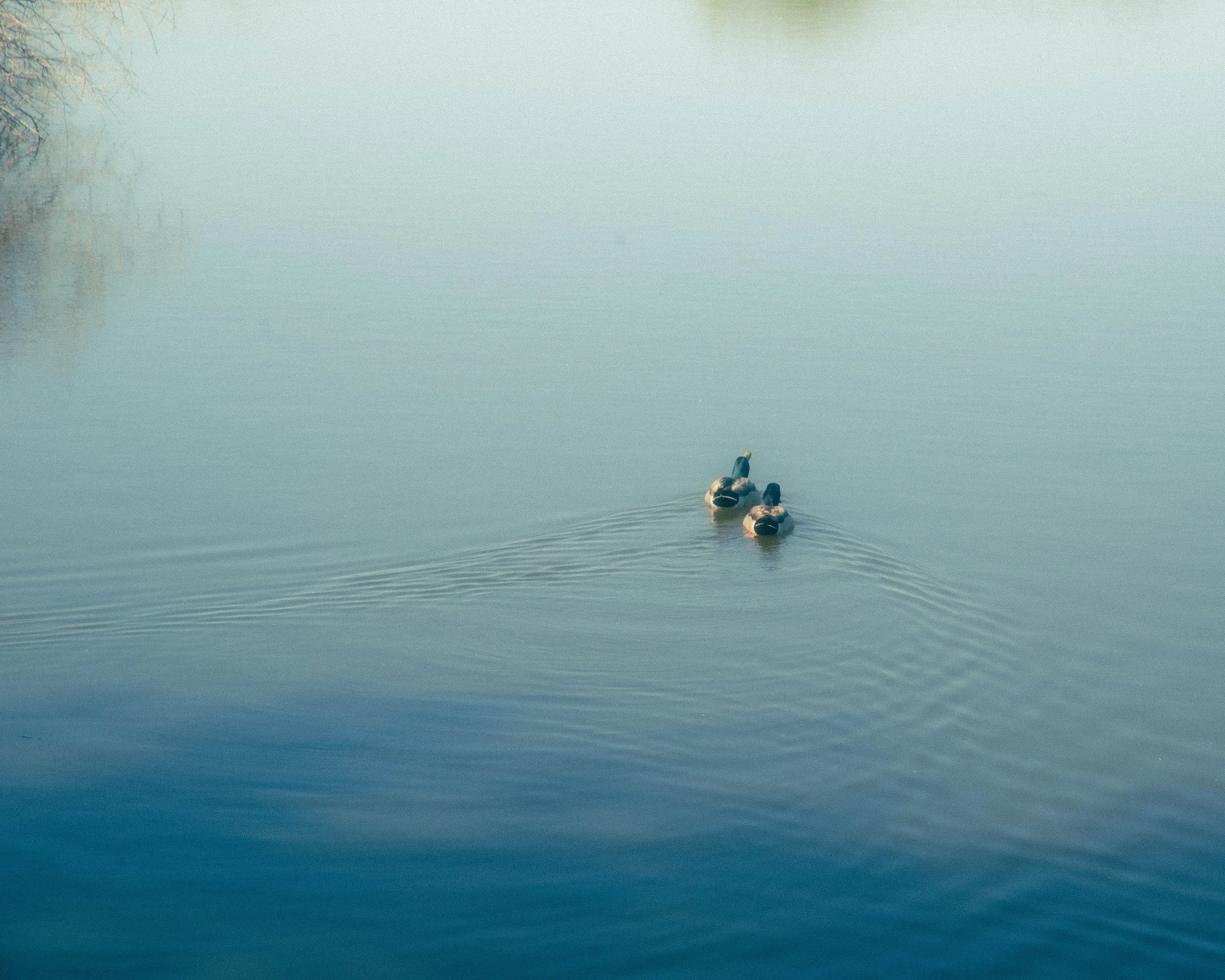 Two ducks swimming in a calm, blue lake, with a hazy reflection of trees on the water's surface.