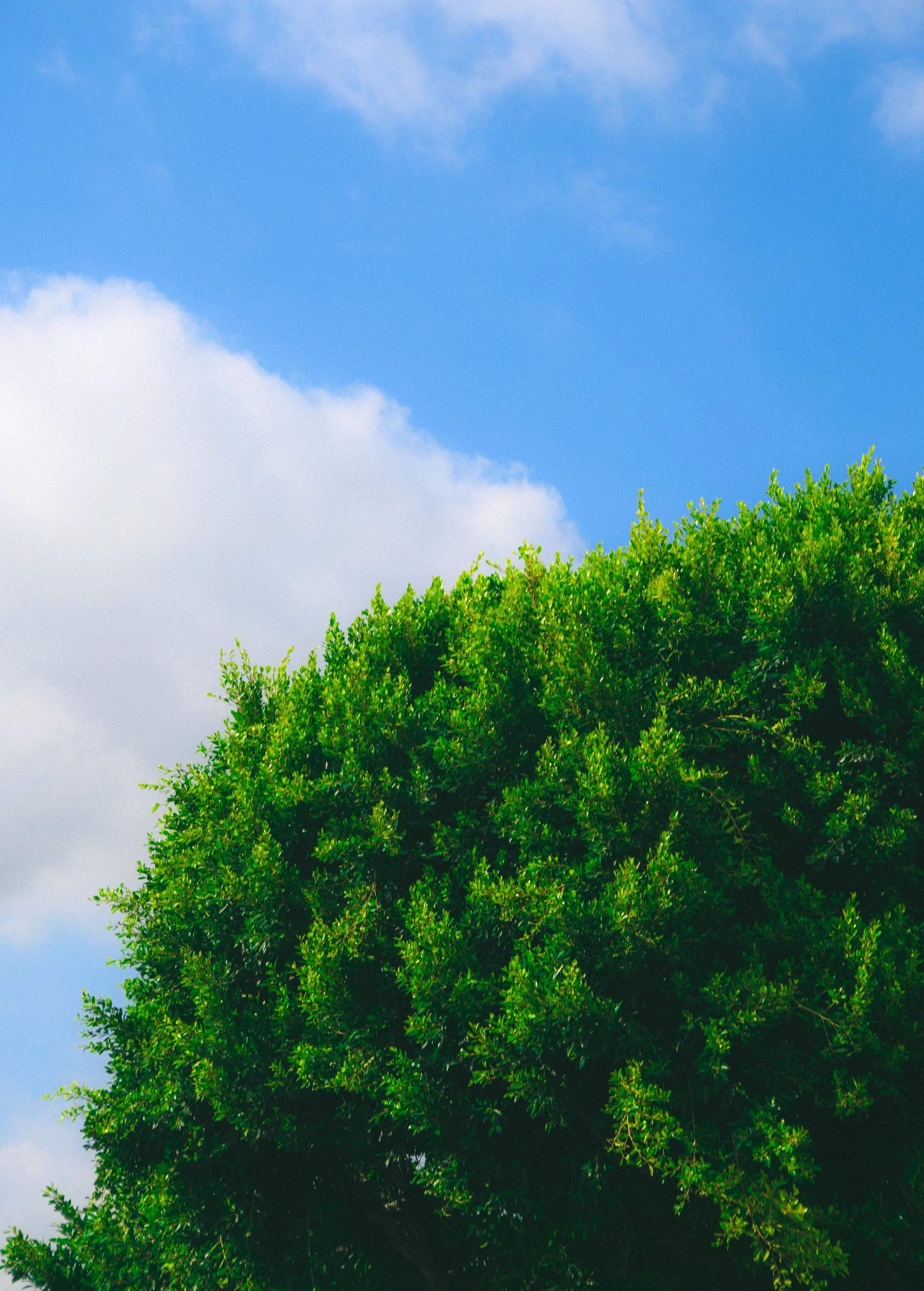 Bright green tree against a partly cloudy blue sky.
