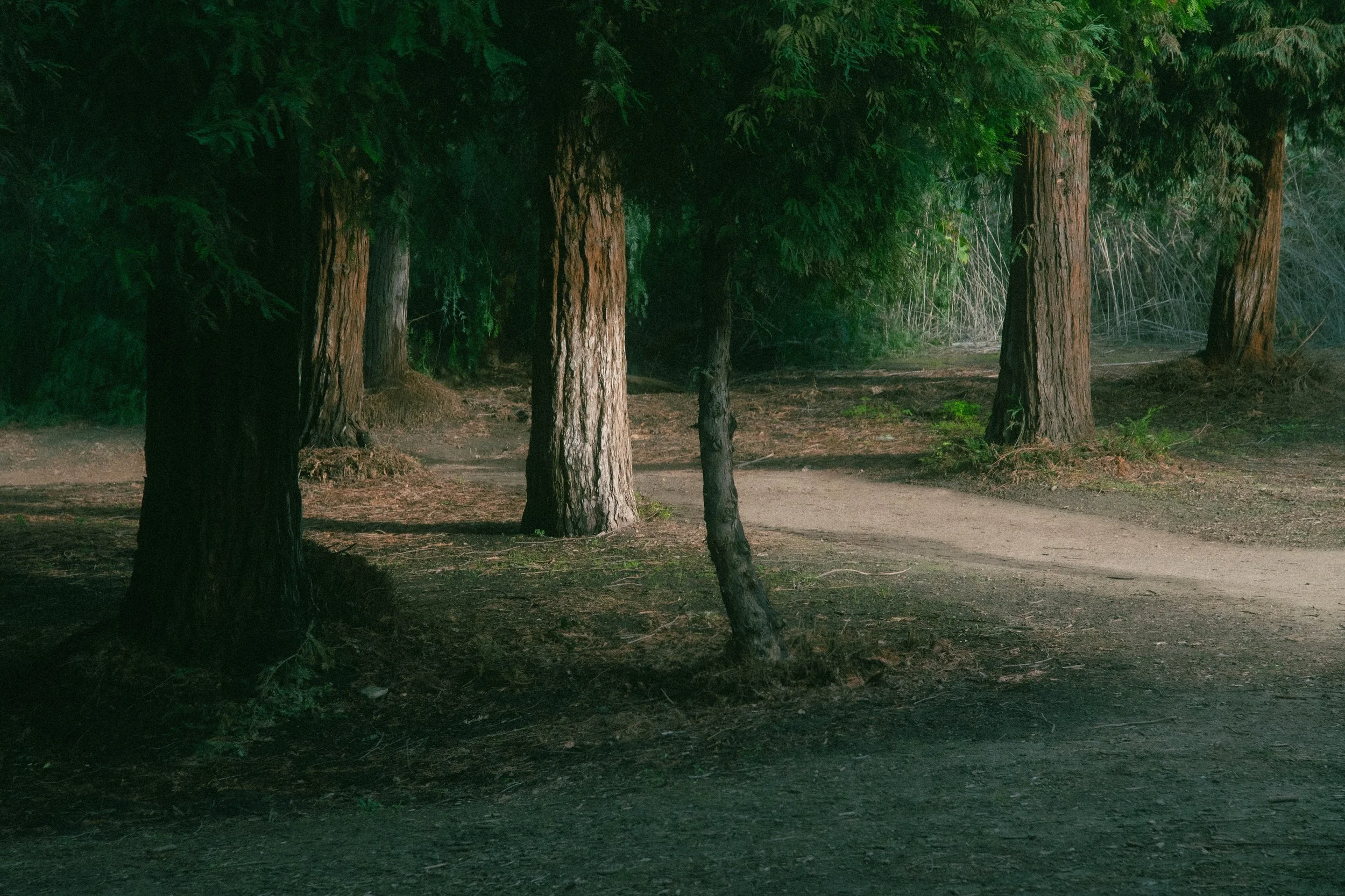 A dirt trail winds through a dense forest with tall trees and green foliage.