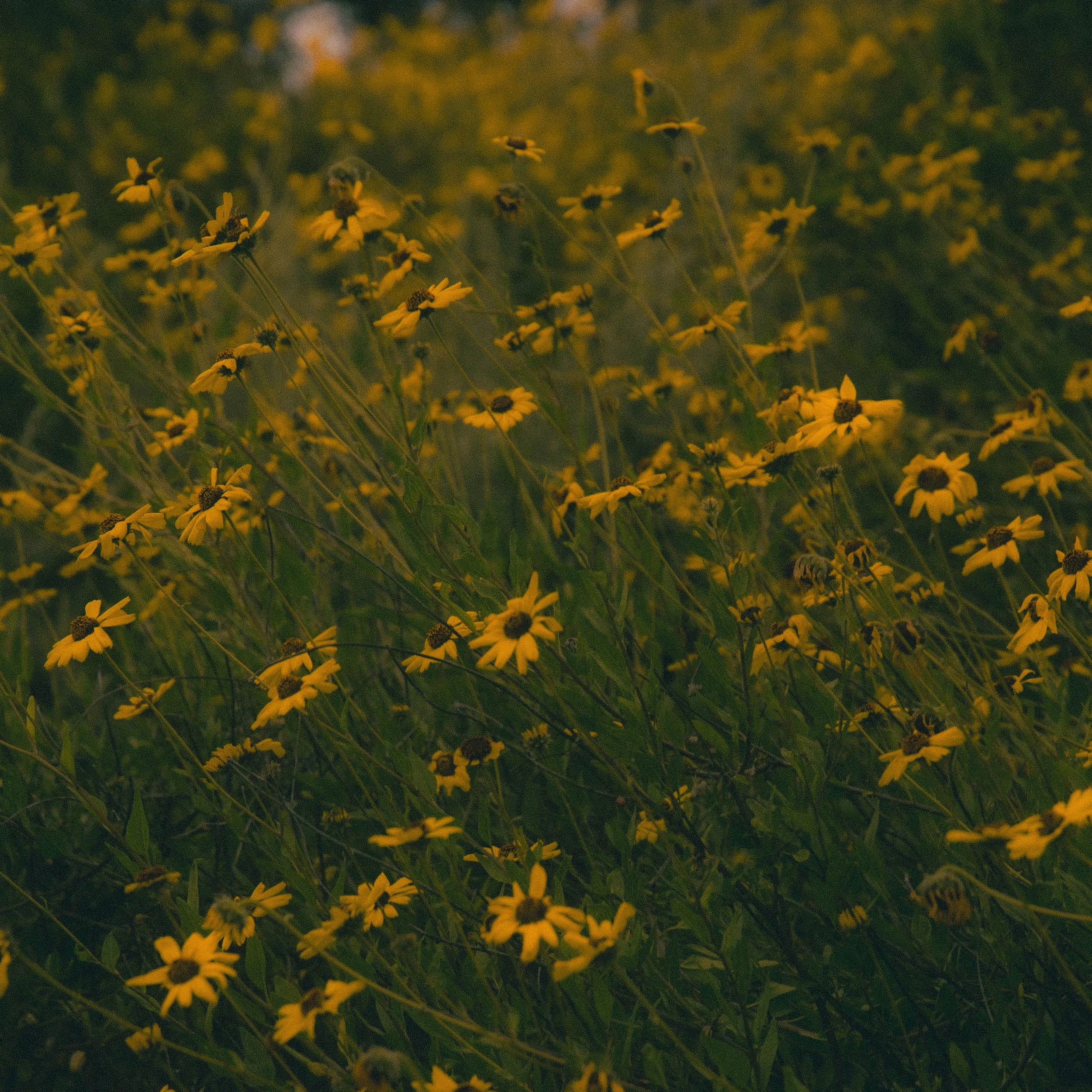 A field of yellow flowers, possibly Black-eyed Susans, in a natural setting with green foliage and some bees or insects on the flowers.