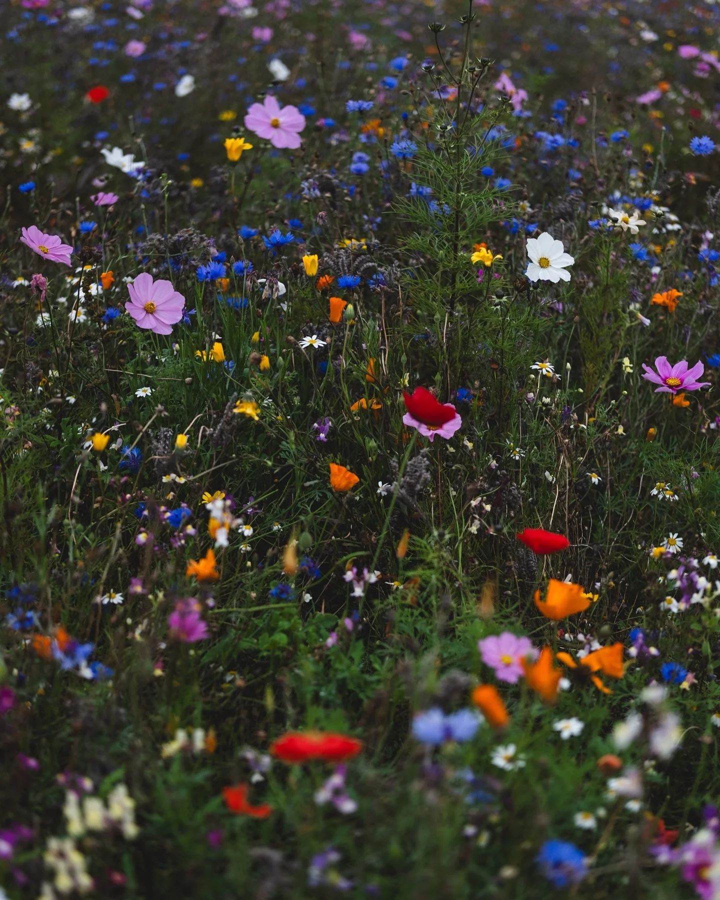 Autumn days at @theflowerbelt 

Wildflowers still thriving, pumpkins ripening, and the soft light that only October brings.

We spent the morning wandering between the blooms, gathering pumpkins and moments in equal measure &mdash; the kind that feel