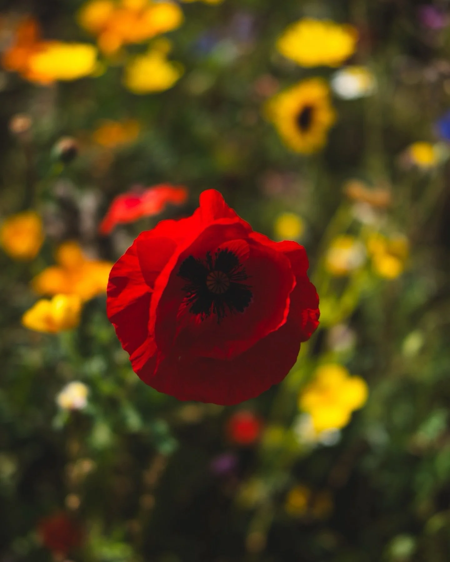 A late summer wander through @theflowerbelt Helmsley, North Yorkshire.

Tucked on the edge of the @northyorkmoors  National Park, this beautiful spot and thriving venture is alive with colour, pollinators, and the hum of life. From hand-picked wildfl