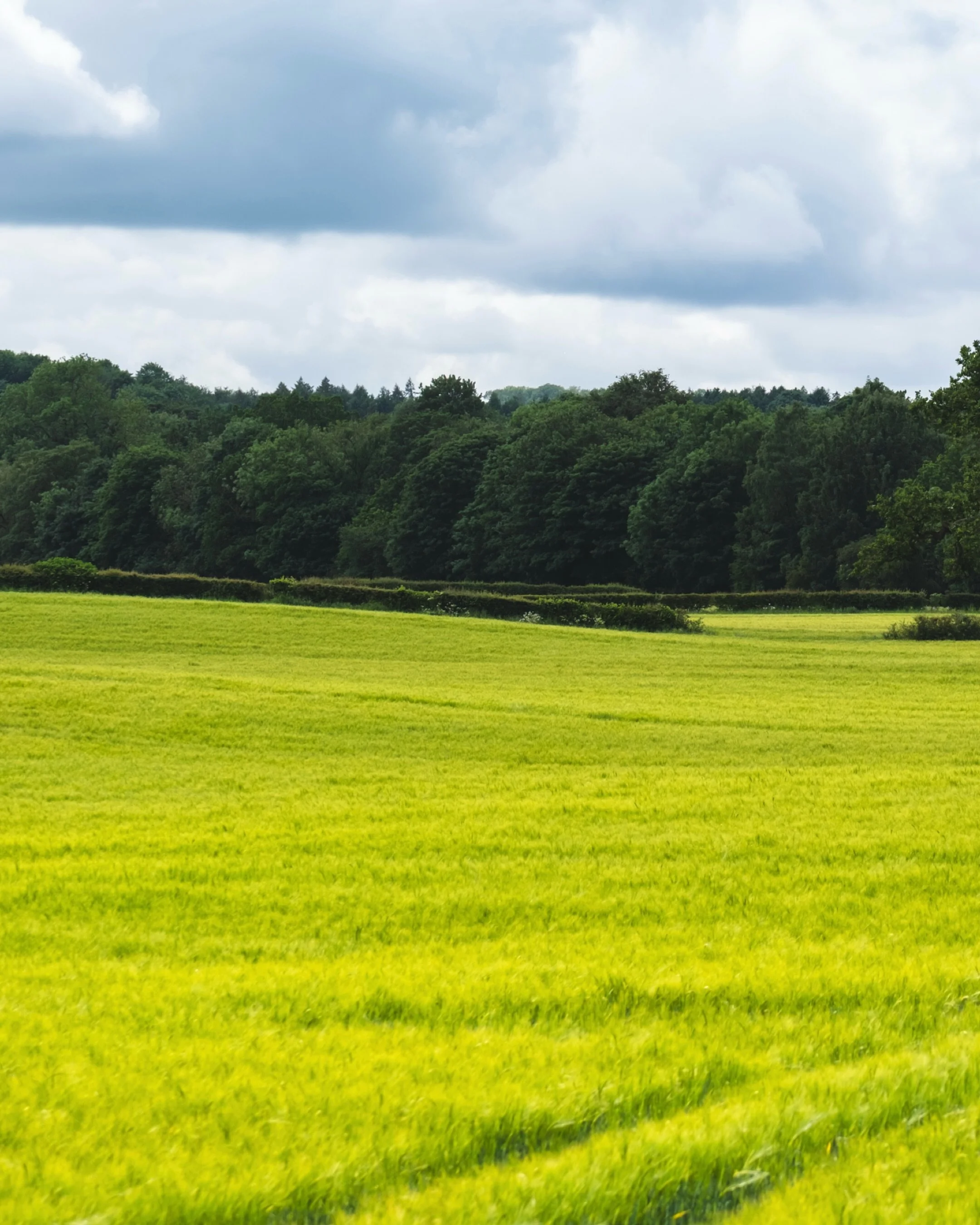 Down at the river in West Tanfield.

What I appreciated most on this walk was the stillness, the quiet movement of the water, the weight of the trees, the spaces between things.

There were textures everywhere: long grass in the fields, leaves under 