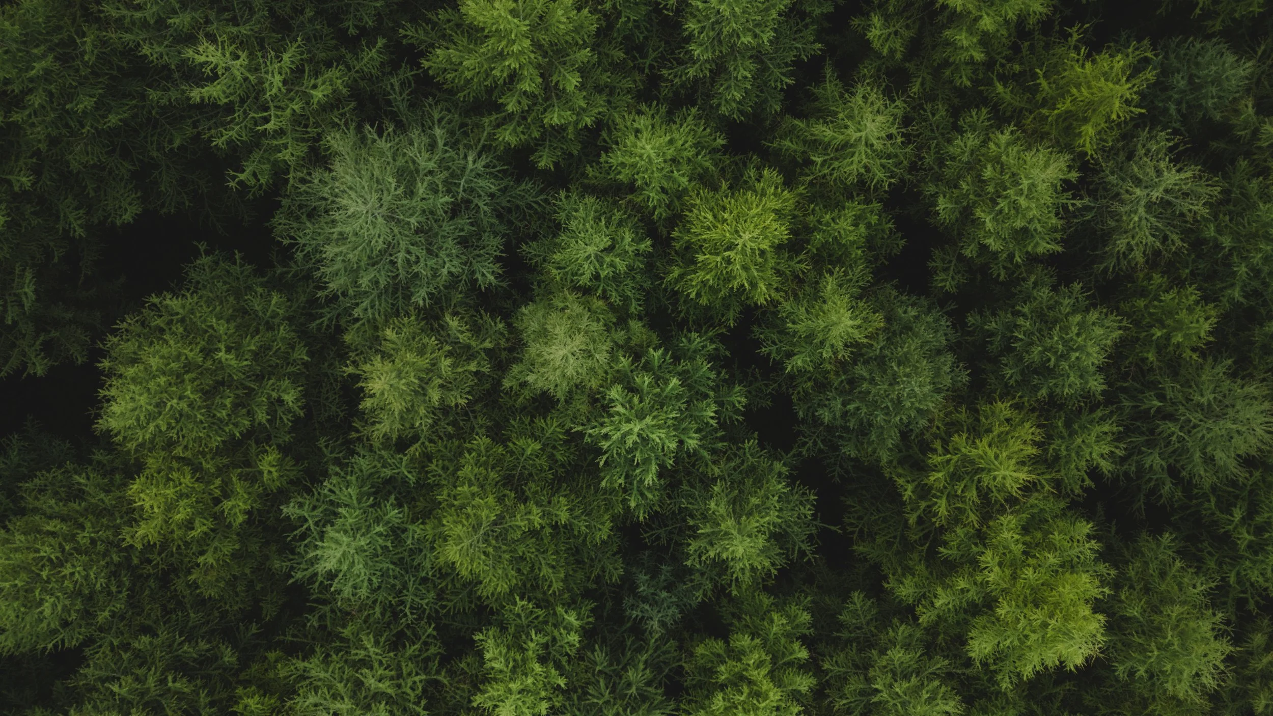 DJI_0916.jpg