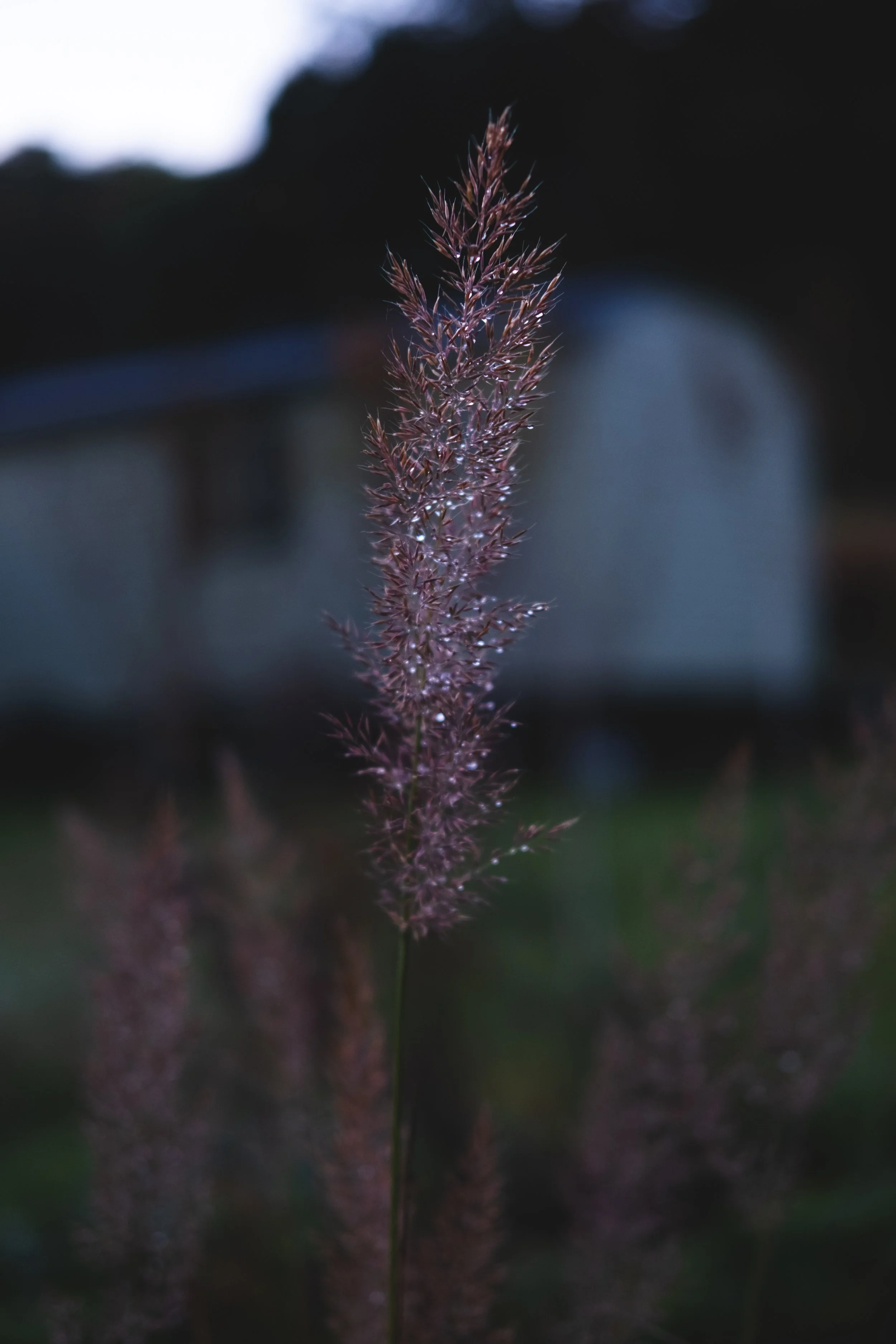 _DSF0269.jpg