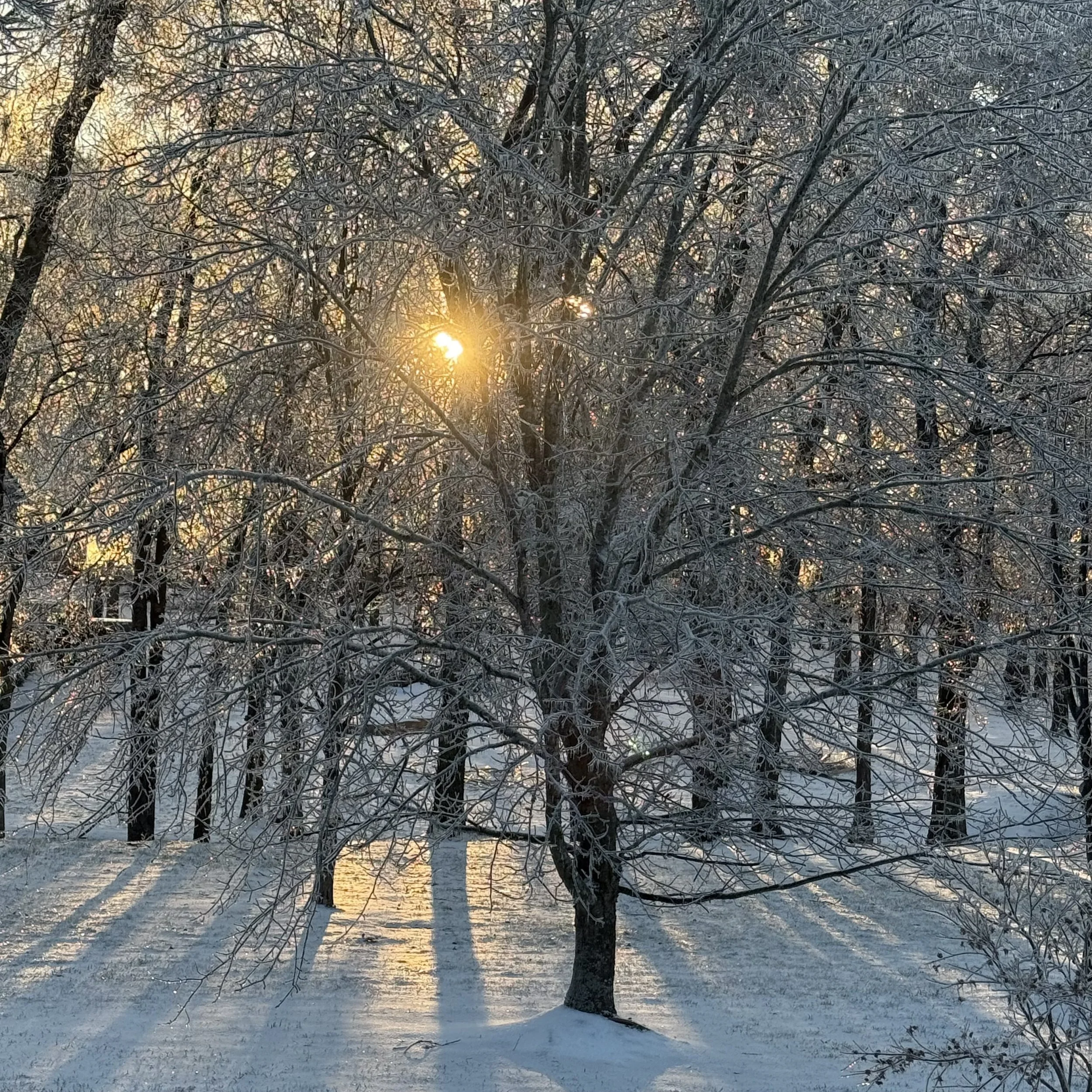 Snow-covered trees during a sunset with sunlight filtering through branches.