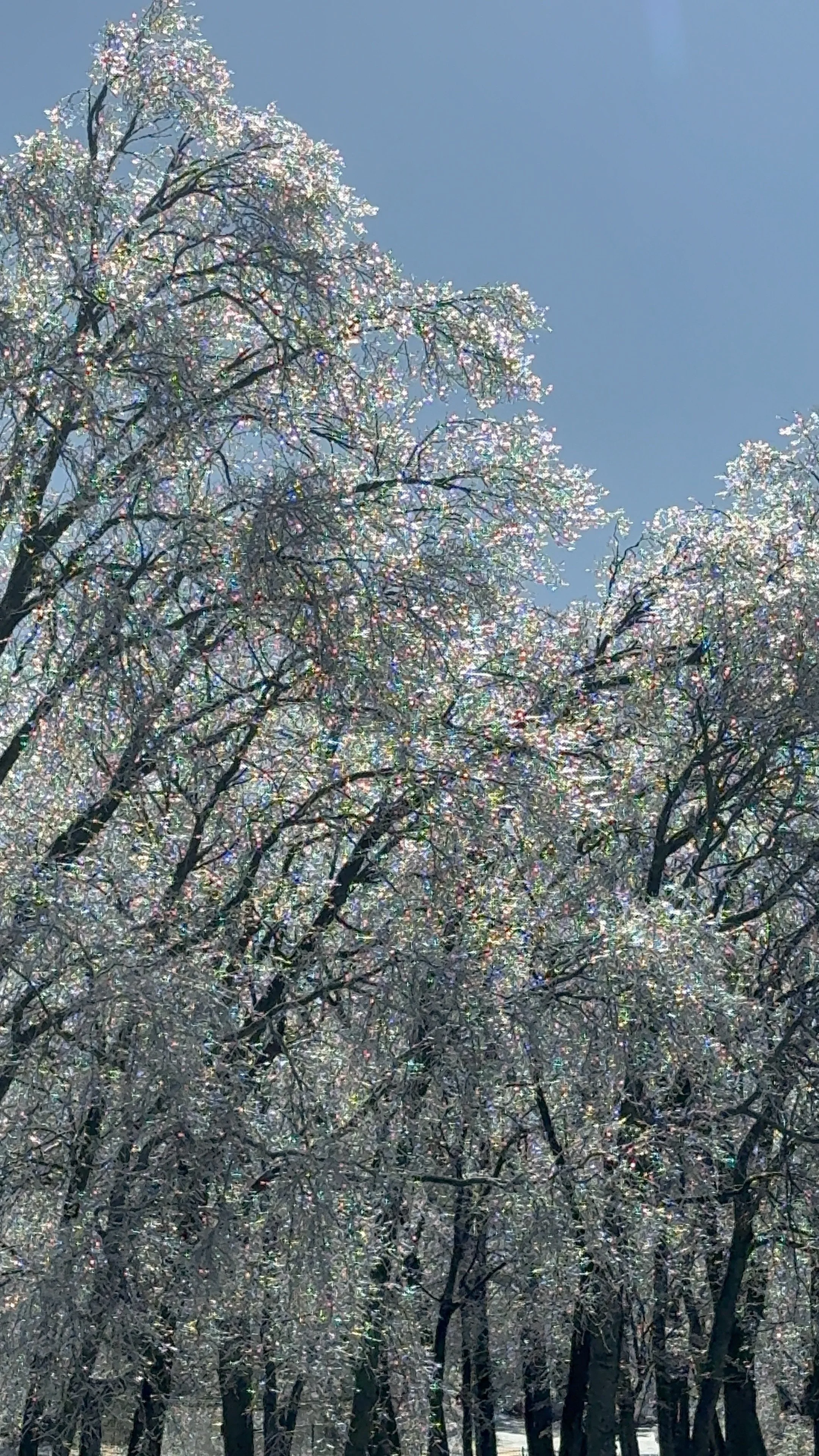 Trees covered in shiny, iridescent ice crystals under a clear blue sky.