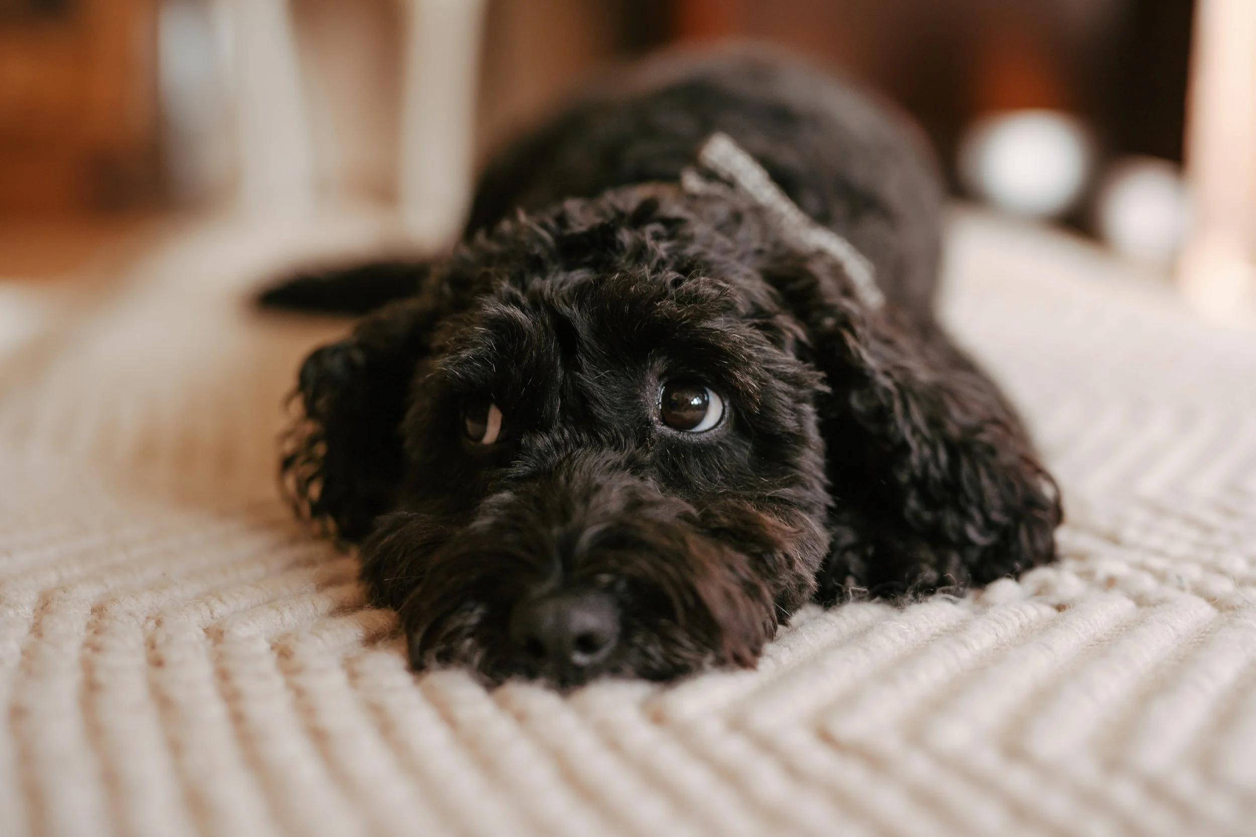 Family Photoshoot bishop's stortford