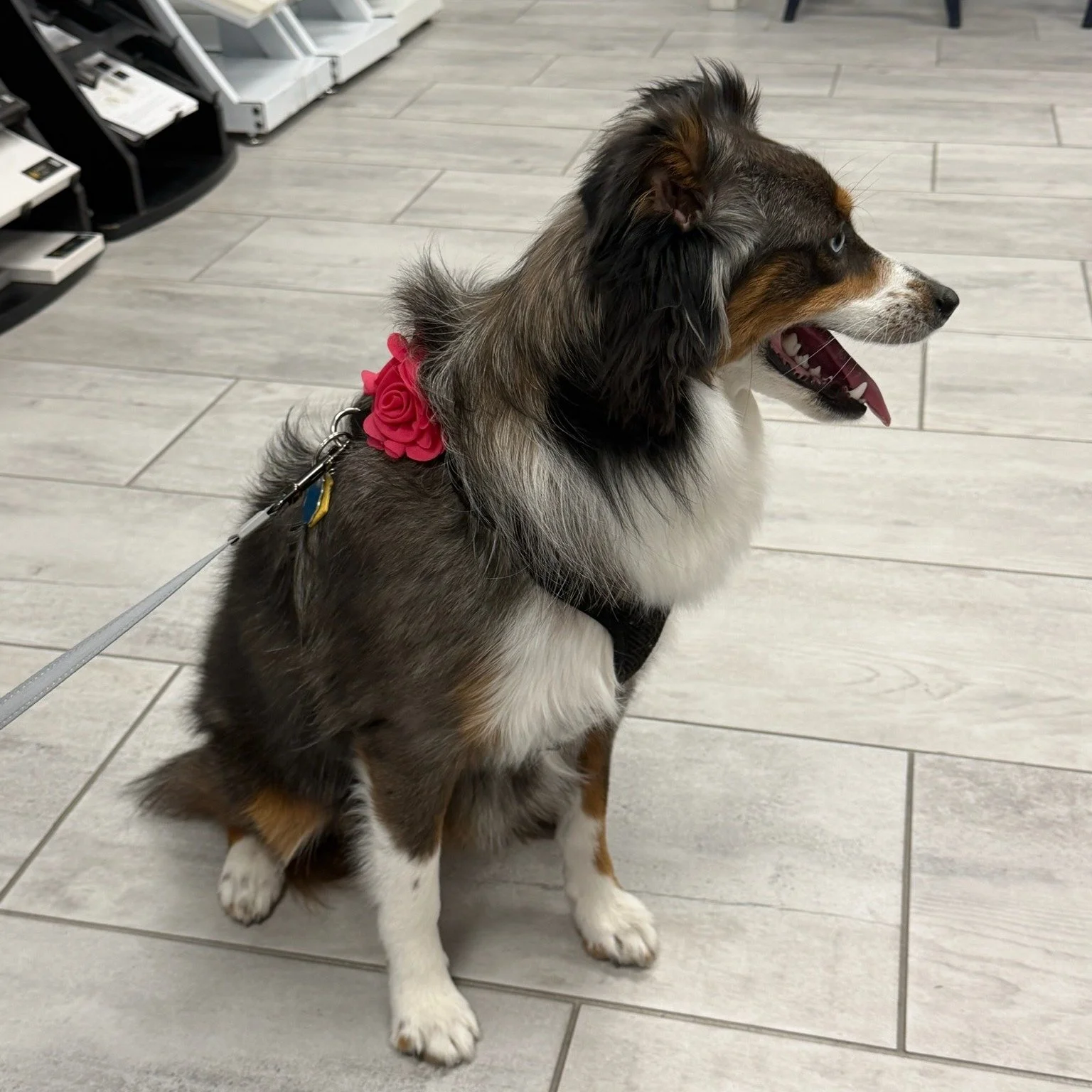 Lucy heard from her friends at the dog park that FCM was the place to visit if her paw-rents wanted new cabinetry and countertops! She guided her family right into our showroom to help them pick out the best selections. Good girl, Lucy. 🐾🥰

.

.

.