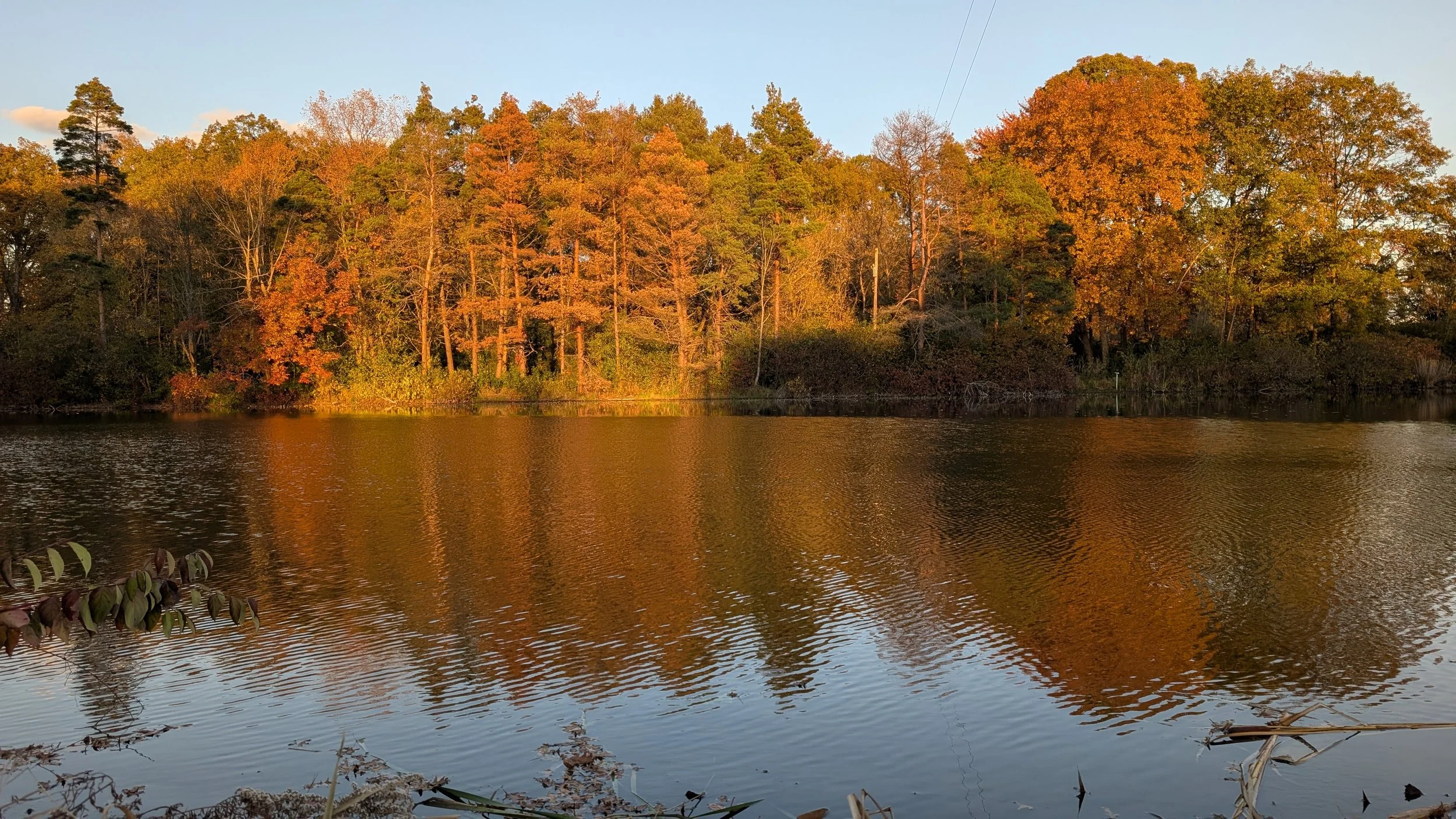 Fall colors at golden hour.jpg