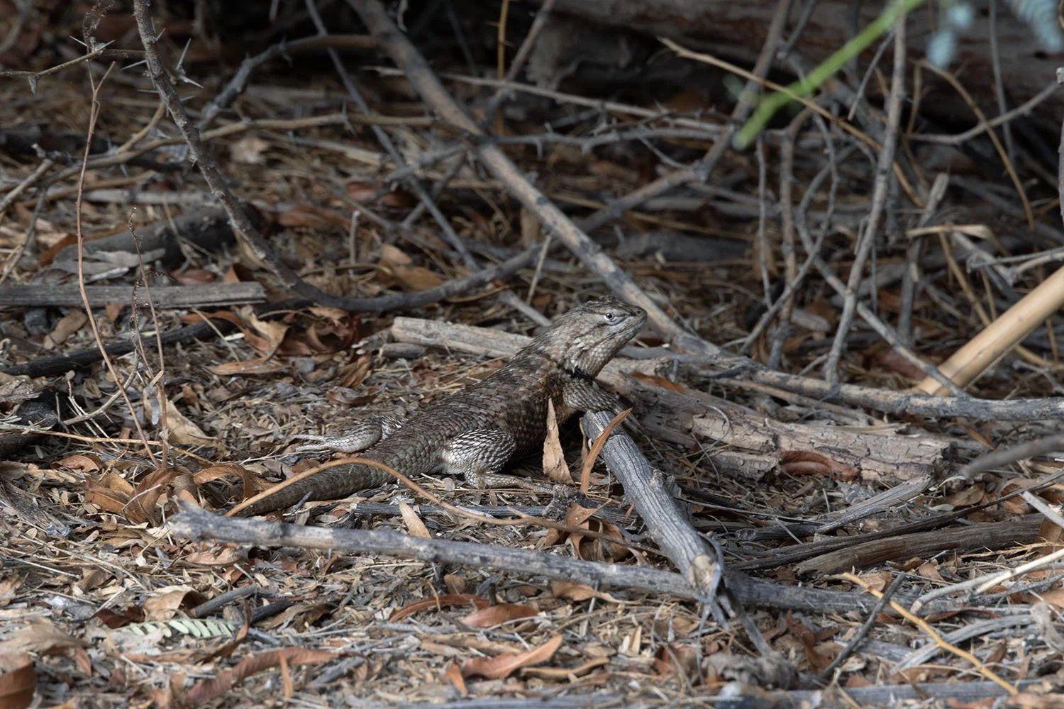 Yuma, Arizona | A desert lizard resting among the brush. 