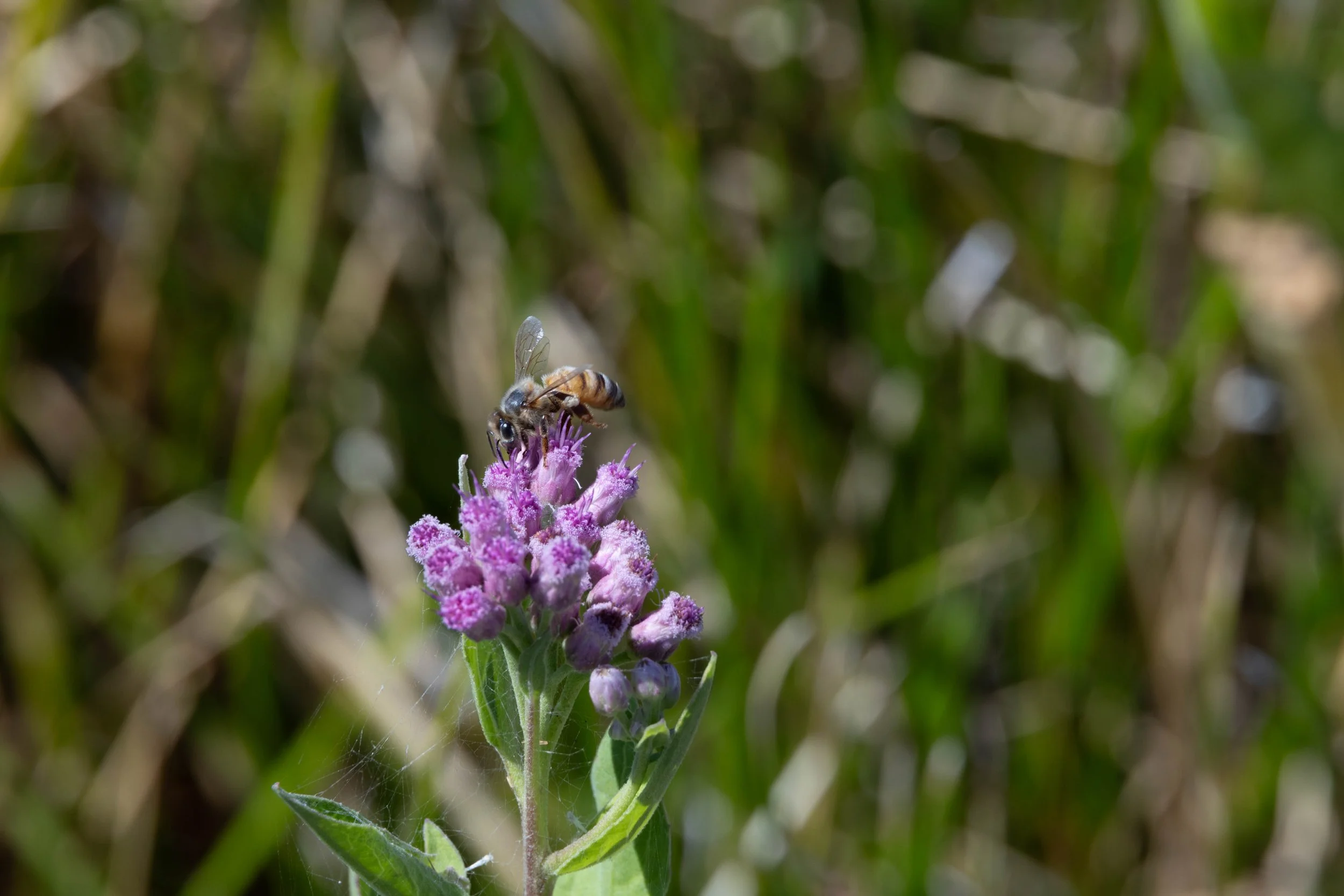 Yuma, Arizona | a bee resting on a purple wildflower. 