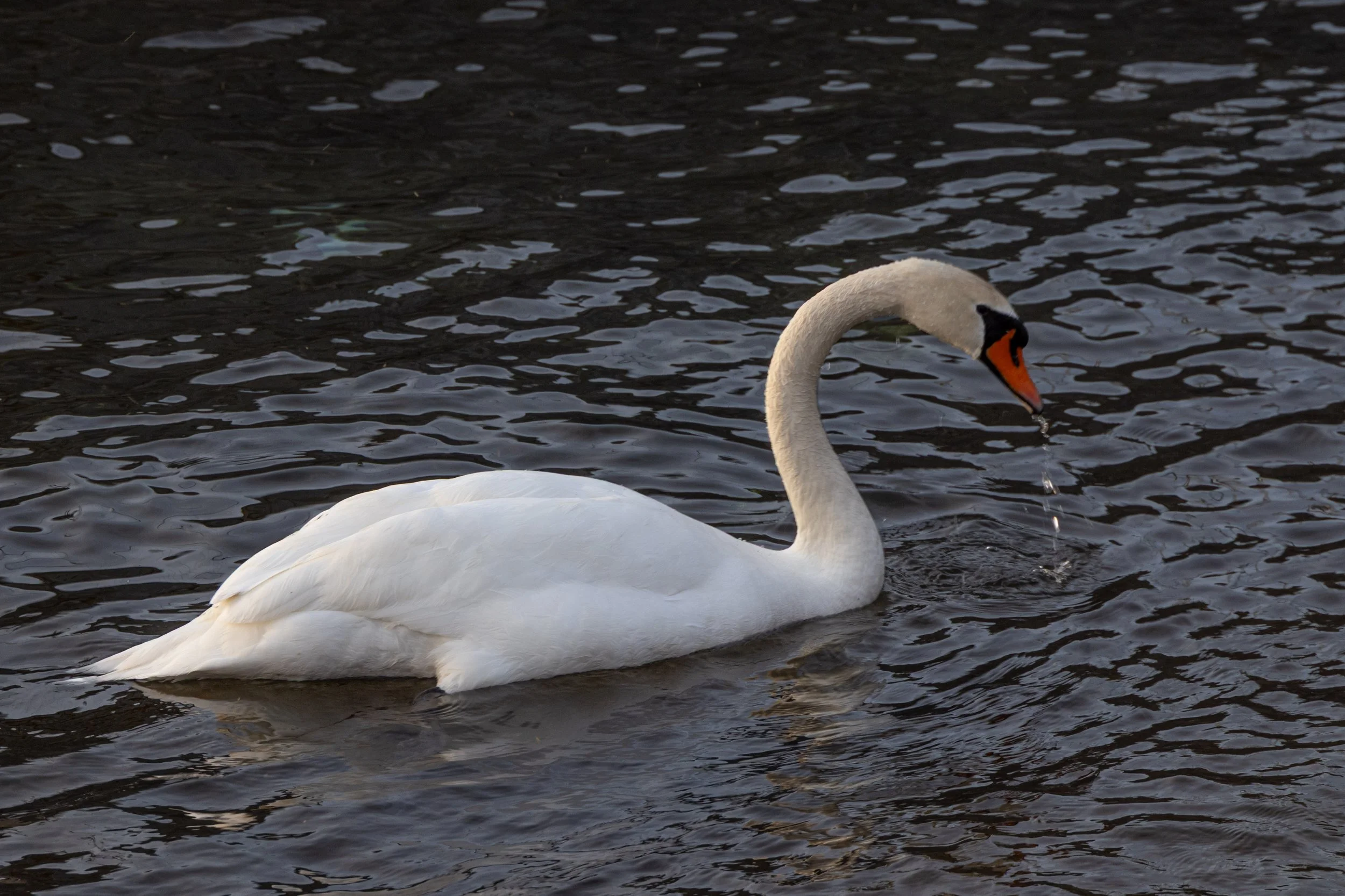 Lake Como, Italy | A swan pauses over the rippling waters of Lake Como. 
