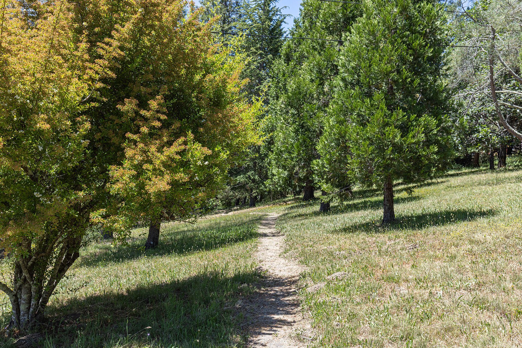 A narrow dirt trail running through a grassy area with tall green trees on either side, under a clear blue sky.