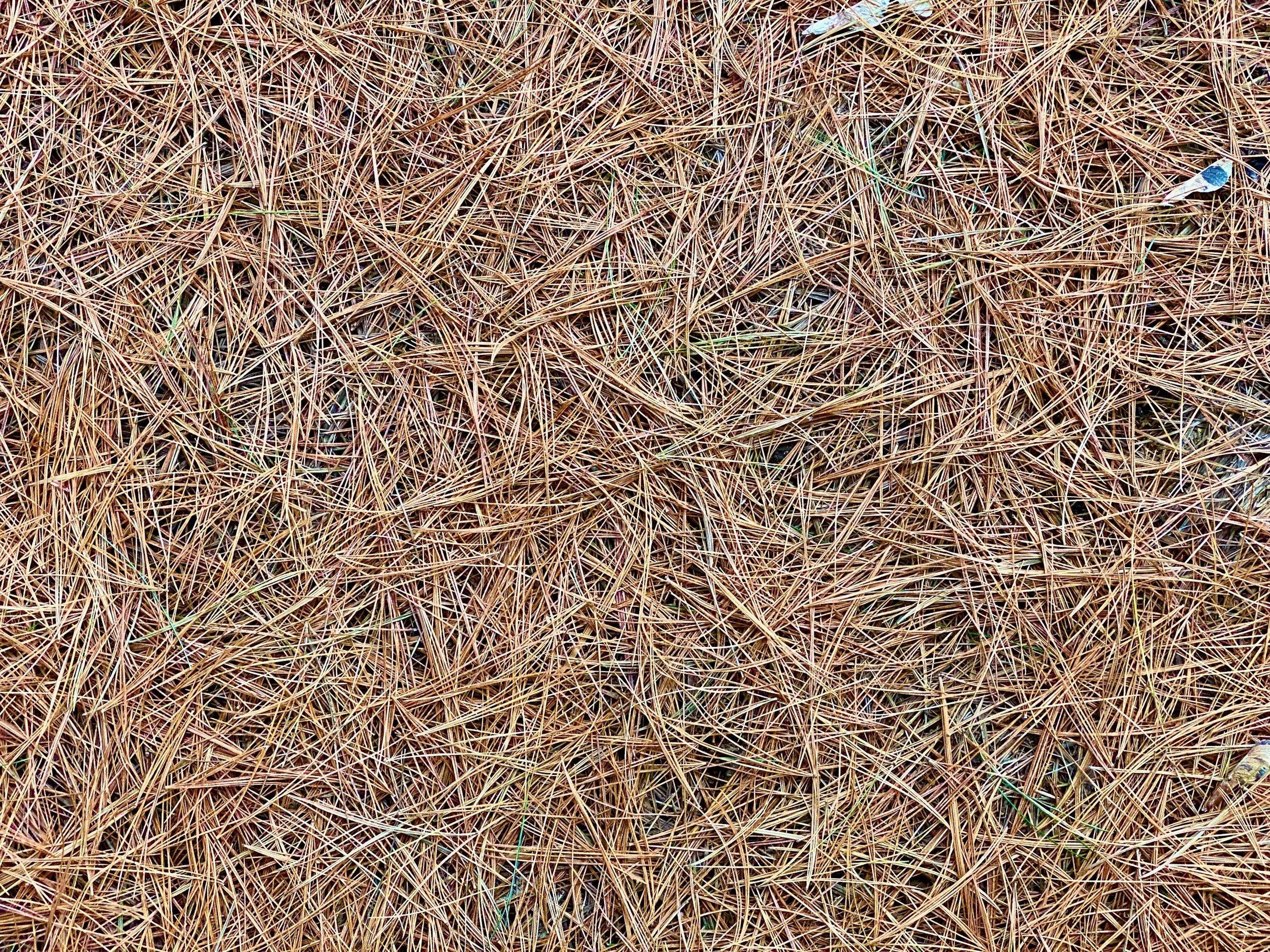 A dense patch of brown dry pine needles on the ground.