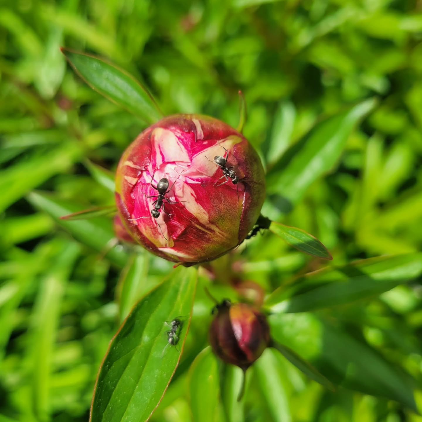 🌸🐜 Ants &amp; Peonies: Nature&rsquo;s Sweetest Friendship! 🐜🌸

Did you know ants aren&rsquo;t ruining your peonies&mdash;they&rsquo;re helping them bloom? 

🌺 These tiny garden guests crawl on peony buds to sip their sugary nectar, and in return