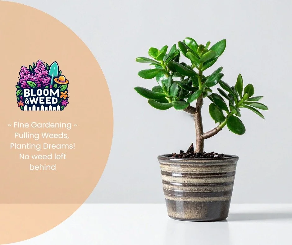 December Indoor Plant Spotlight
Jade Plant 🌿✨

Looking for a pretty indoor plant to brighten up your kitchen island this winter? ❄️
Say hello to the Jade Plant🌱
Sculptural, simple, and full of good-luck energy, it&rsquo;s an easy one to find locall