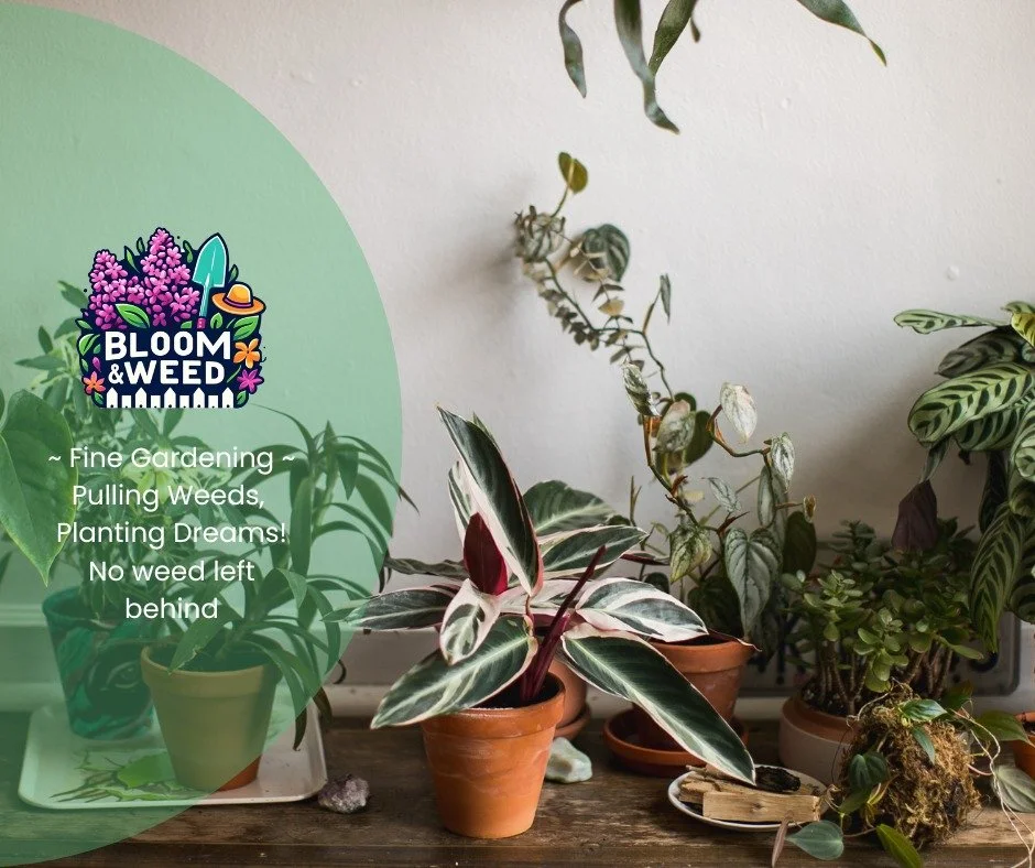 Planning a holiday escape? We&rsquo;ll babysit your plants 🌱✈️

Whether you&rsquo;re chasing sunshine, hitting the ski slopes, or spending Christmas in a cozy chalet in Europe, your plants don&rsquo;t have to suffer while you&rsquo;re gone.

Bloom &