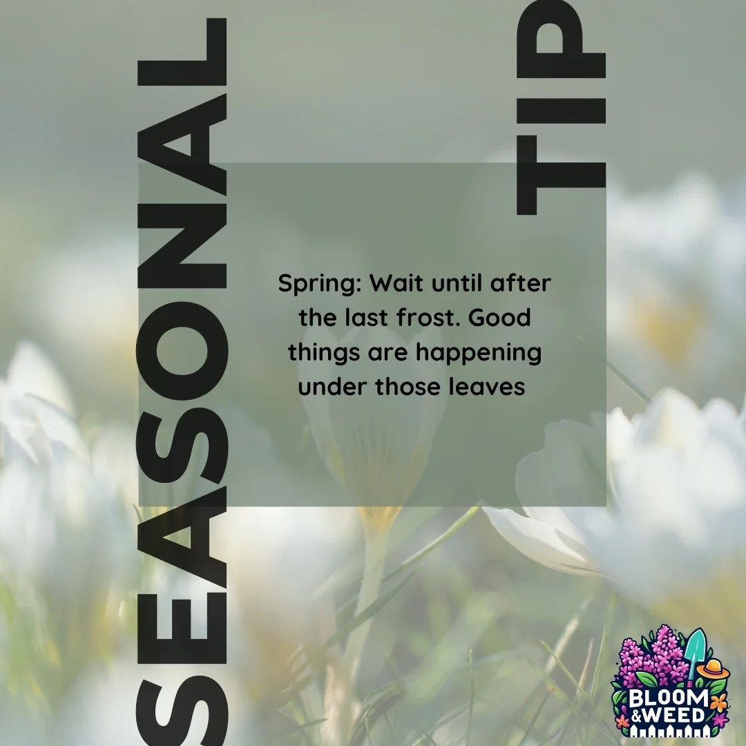 Good things are happening under those leaves 🌿

Waiting to clean up your garden gives pollinators time to wake up and get moving 🐝
A slow start means a stronger, more vibrant garden later on 💛