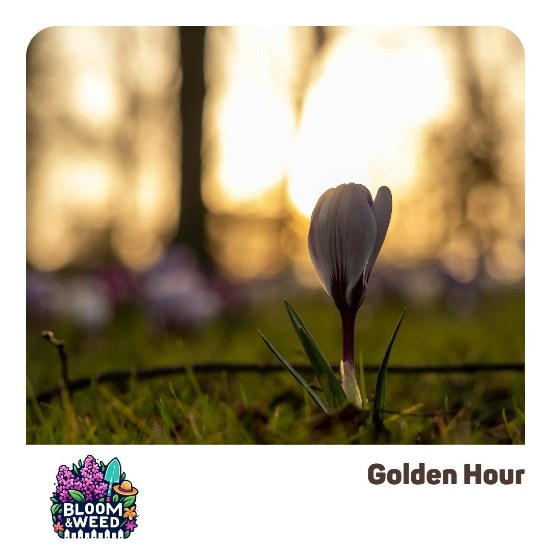 Heather here 🌷 My daffodils are slowly popping up through the ground, but I haven&rsquo;t seen a crocus yet! What spring bulbs are popping up in your yard?