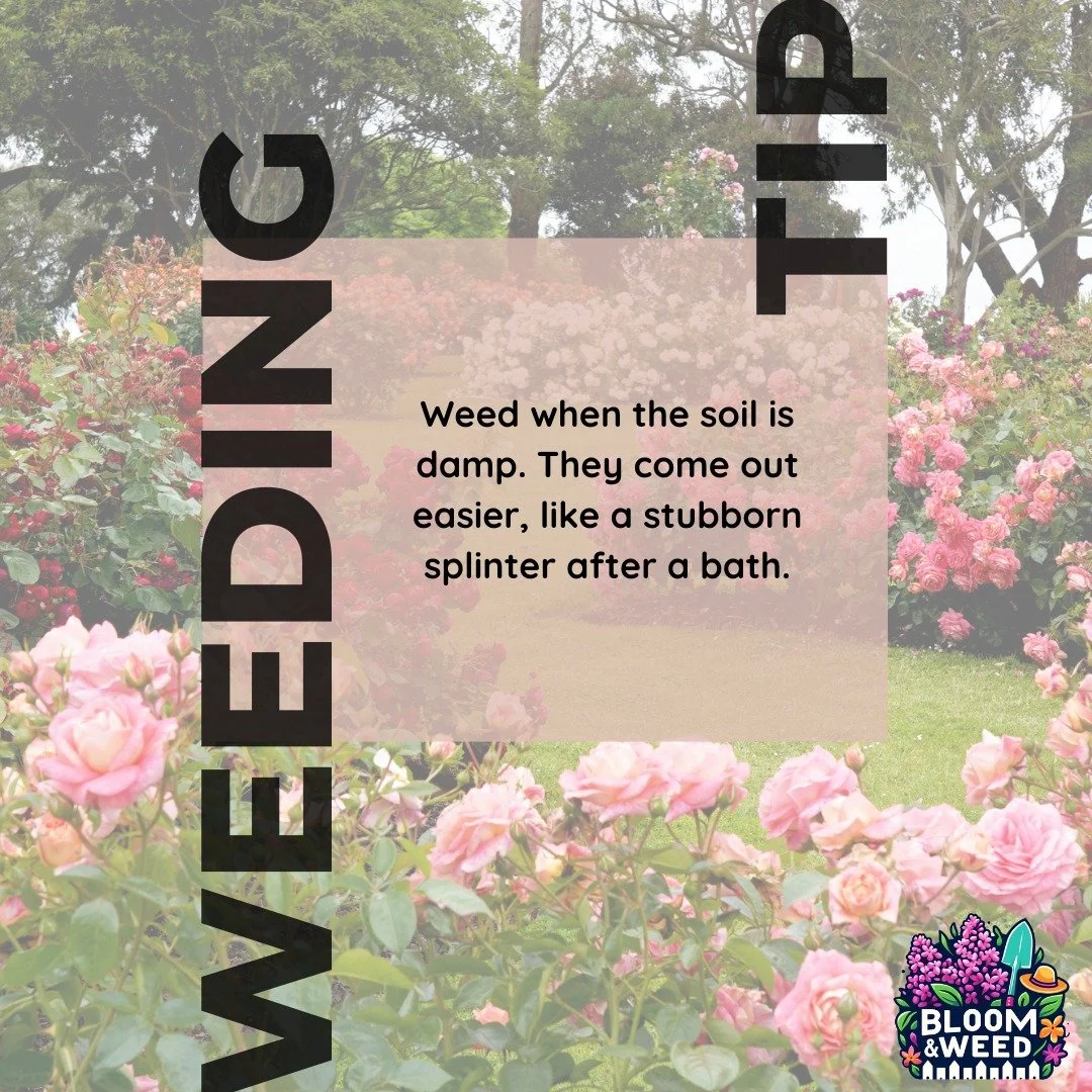 🌿 It&rsquo;s starting&hellip; those first little weeds are popping up!

Early spring is one of the BEST times to weed because the soil is soft and those tiny plants pull out so easily. 🙌

Here are a few you might already be seeing in Michigan:
🌱 C