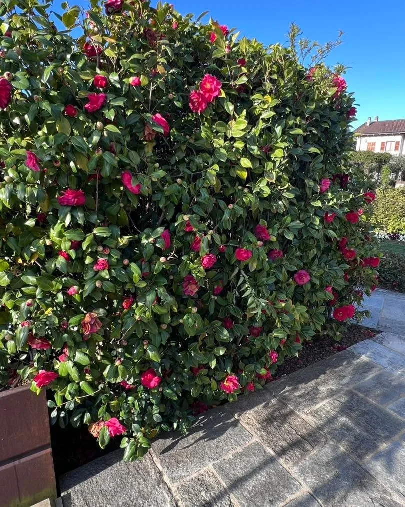 Heather here- Garden inspiration from my trip in Northern Italy 🇮🇹🌸

Look at these gorgeous camellias 😍

They&rsquo;re blooming right as winter fades and are being used here as:
🌿 flowering hedges 
🌿 large sculpted shrubs 
🌿 small tree forms a