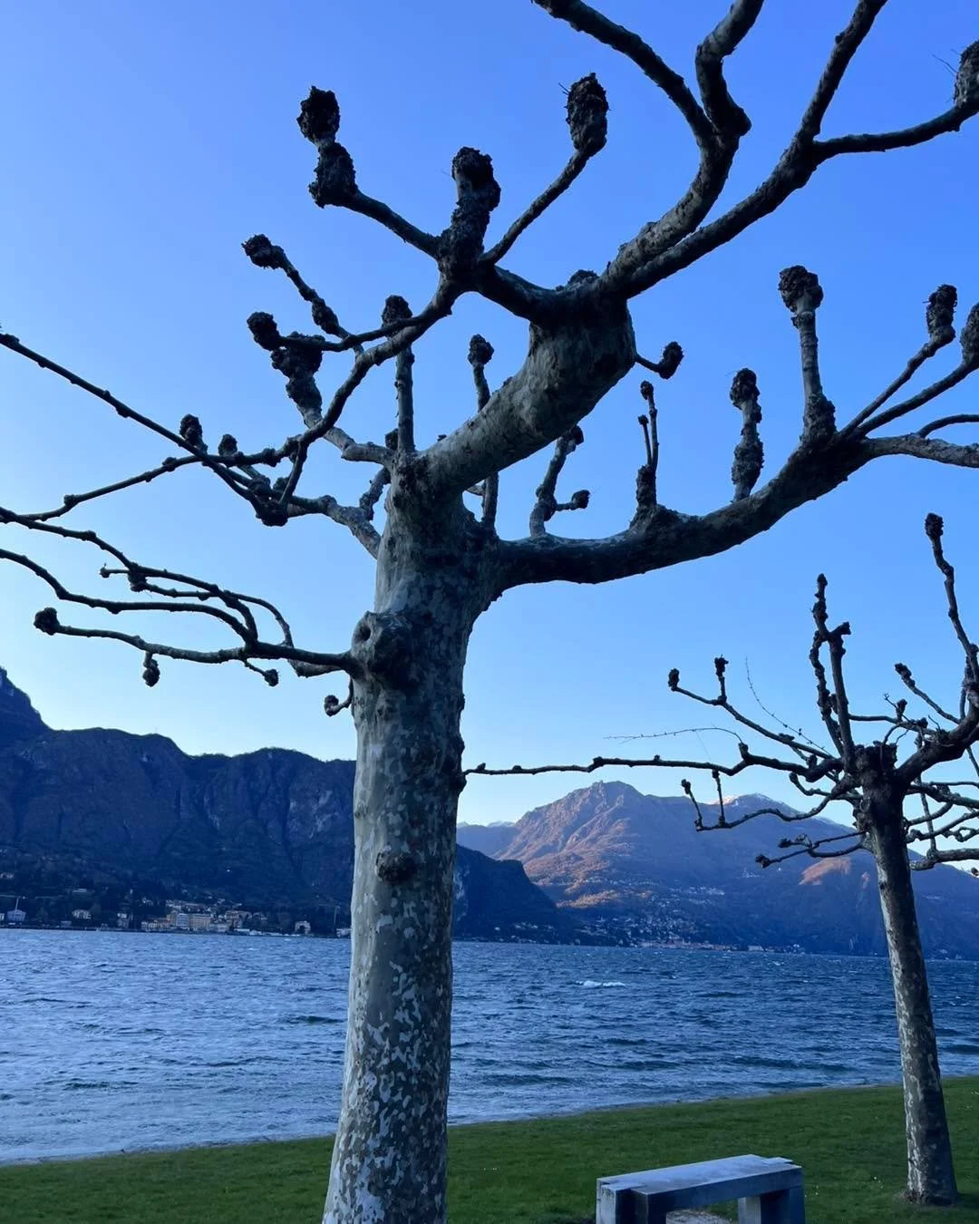 ✨ One thing I keep seeing all over Italy&hellip; these gorgeous sculpted trees 🌳🇮🇹

This pruning style is called pollarding, and once you notice it, you start seeing it everywhere.

It&rsquo;s a technique where the tree is pruned back to the same 