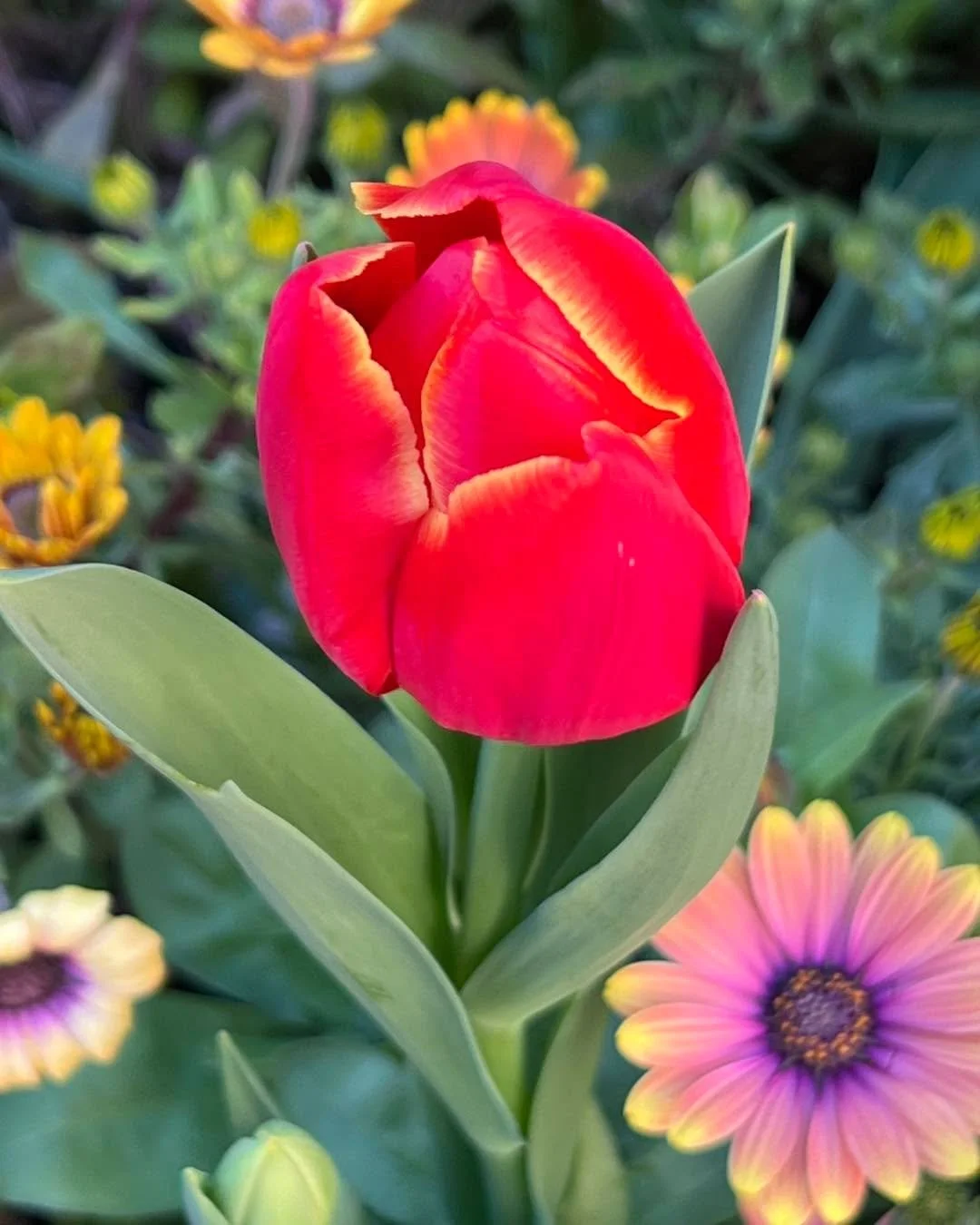 Heather here 🌸

We stayed one night at the Istituto Cassionove San Travasso in Venice and really enjoyed some quiet time in their peaceful courtyard.

If you&rsquo;re ever looking for a lower cost stay in Venice, there are quite a few monasteries th