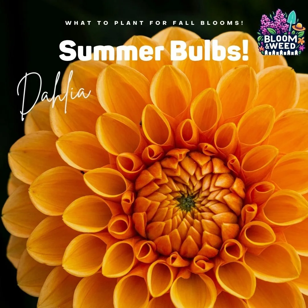 🌷 Ready for summer bulbs, Michigan gardeners? 🌞

The wait is almost over! The best time to plant dahlias, gladiolus, cannas, and lilies is mid-to-late May, once the frost danger is gone and soil hits about 60&deg;F. ❄️➡️🌱

📦 Order them now! It's 