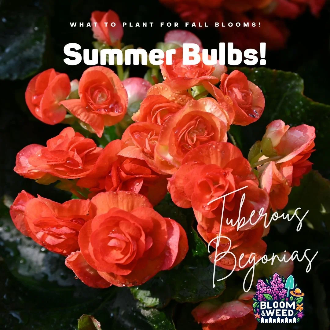 🌸 Spotlight: Tuberous Begonias! 🌸
Here's why we love them:

🎨 Huge, rose-like blooms &ndash; In colors like coral, yellow, pink, red, and white. Some are ruffled, some are smooth, all are stunning.

🌿 They LOVE shade &ndash; Unlike most summer bu