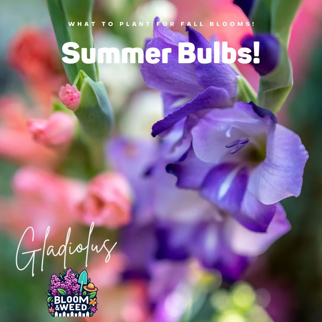🌸 Summer bulb spotlight! Which one&rsquo;s your vibe? 🌸

Not all summer bulbs are the same, and that&rsquo;s what makes them so fun! Here are a few stars for your Michigan garden:

🌼 Dahlias &ndash; The showstopper. Endless colors, sizes from pom-