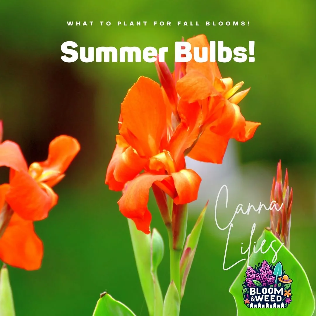 🌱 Bulb School: Summer Edition! 🎓🌞

Welcome back, Michigan gardeners! You've ordered your bulbs (right?!), and now it's time for a little bulb-ducation. Don't worry, no pop quiz, just pretty flowers. 😊

📚 Lesson 1: What even IS a "summer bul