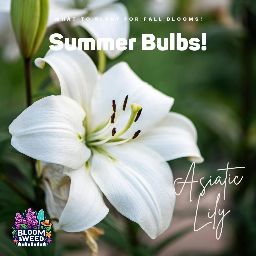 🧠 Weird but true: summer bulb edition!

A few fun facts to impress your gardening friends:

🌷 Lilies are drama queens &ndash; Their bulbs never go fully dormant. Plant them as soon as you get them!

🌽 Gladiolus = tiny time travelers &ndash; Plant 