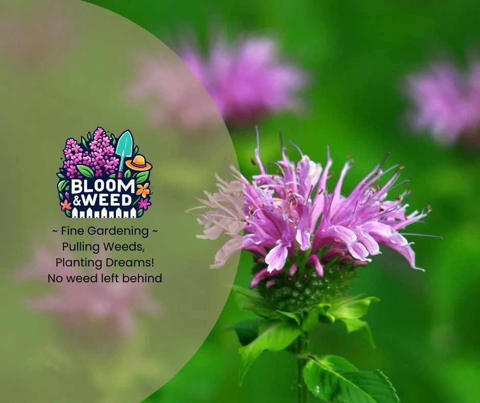 May is Thistle Month, and not in a fun way. 

Those prickly invaders are waking up and getting ready to take over. But you don't need chemicals to fight them. Here's how we handle thistles naturally:

✂️ Cut them at the right time
The best time to cu