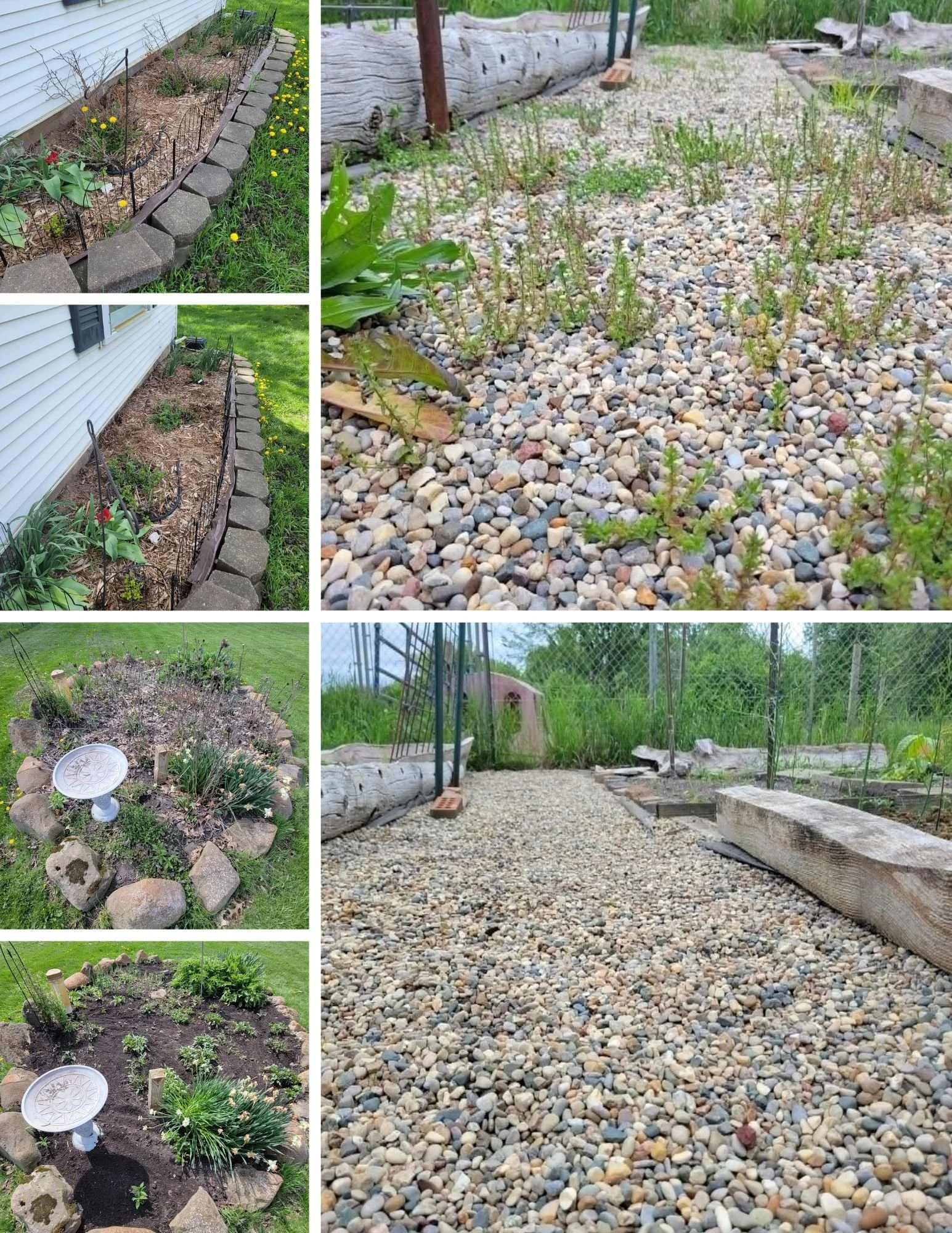 Before and after collage of a Webberville client's vegetable garden with pebble path, pruned rose bed, and weeded pollinator garden by Bloom & Weed