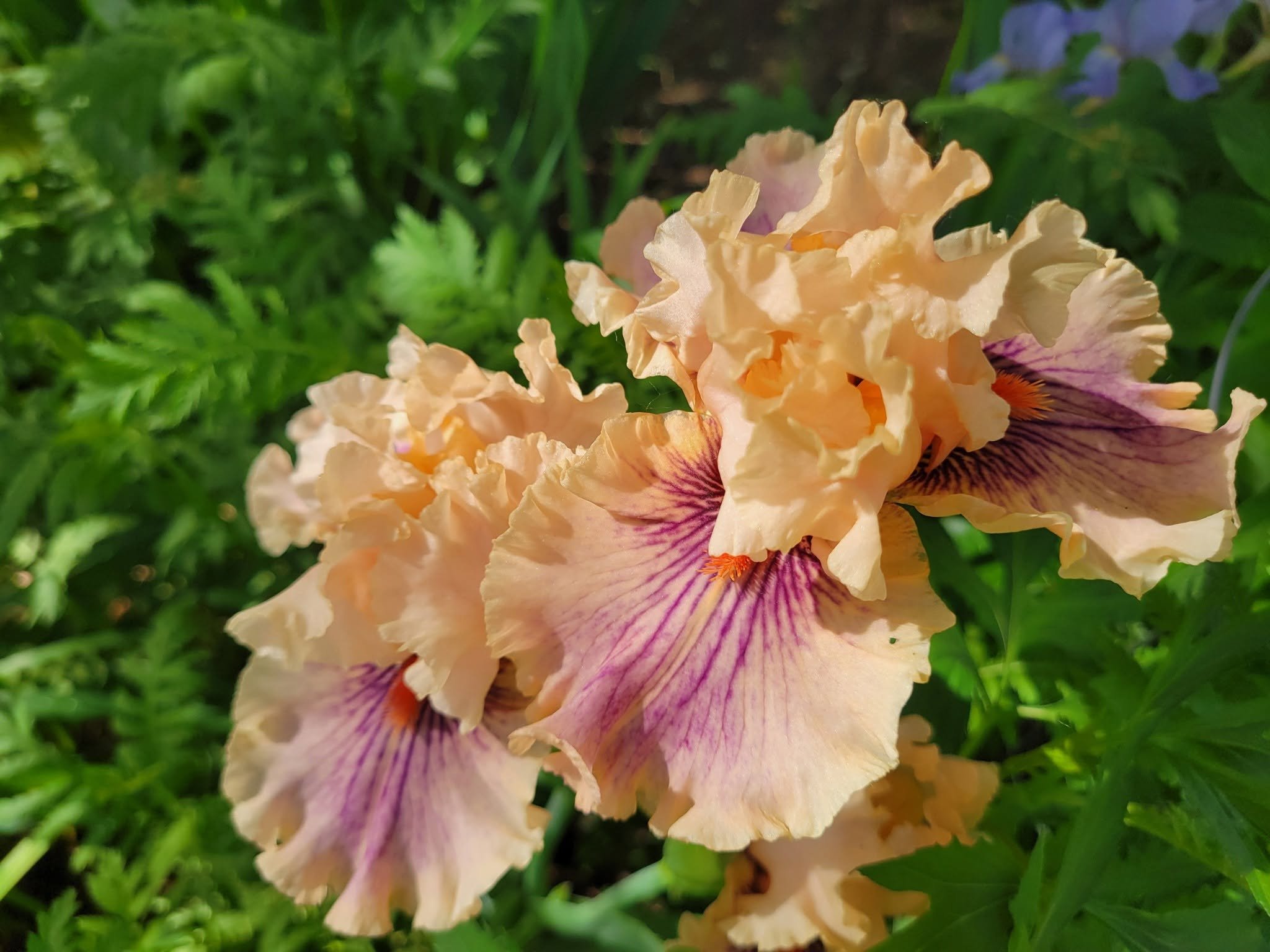 Yellow and pink irises in a Brighton, MI garden maintained by Bloom & Weed