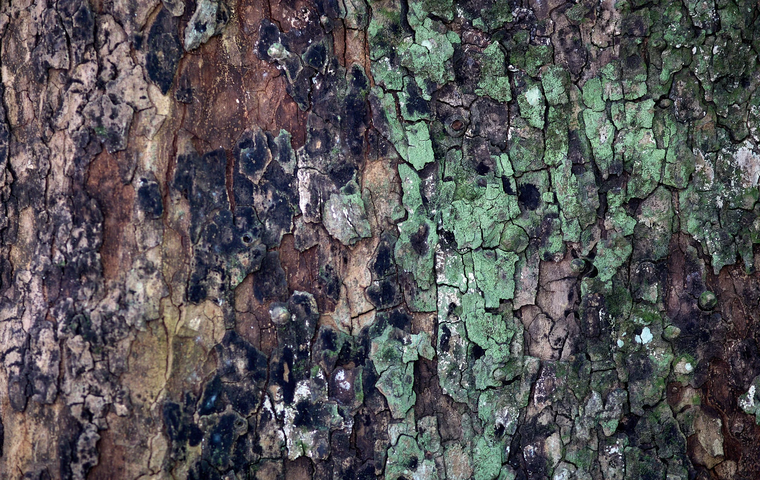 Close-up of tree bark with rough, textured surface showing patches of green moss and blackened areas.
