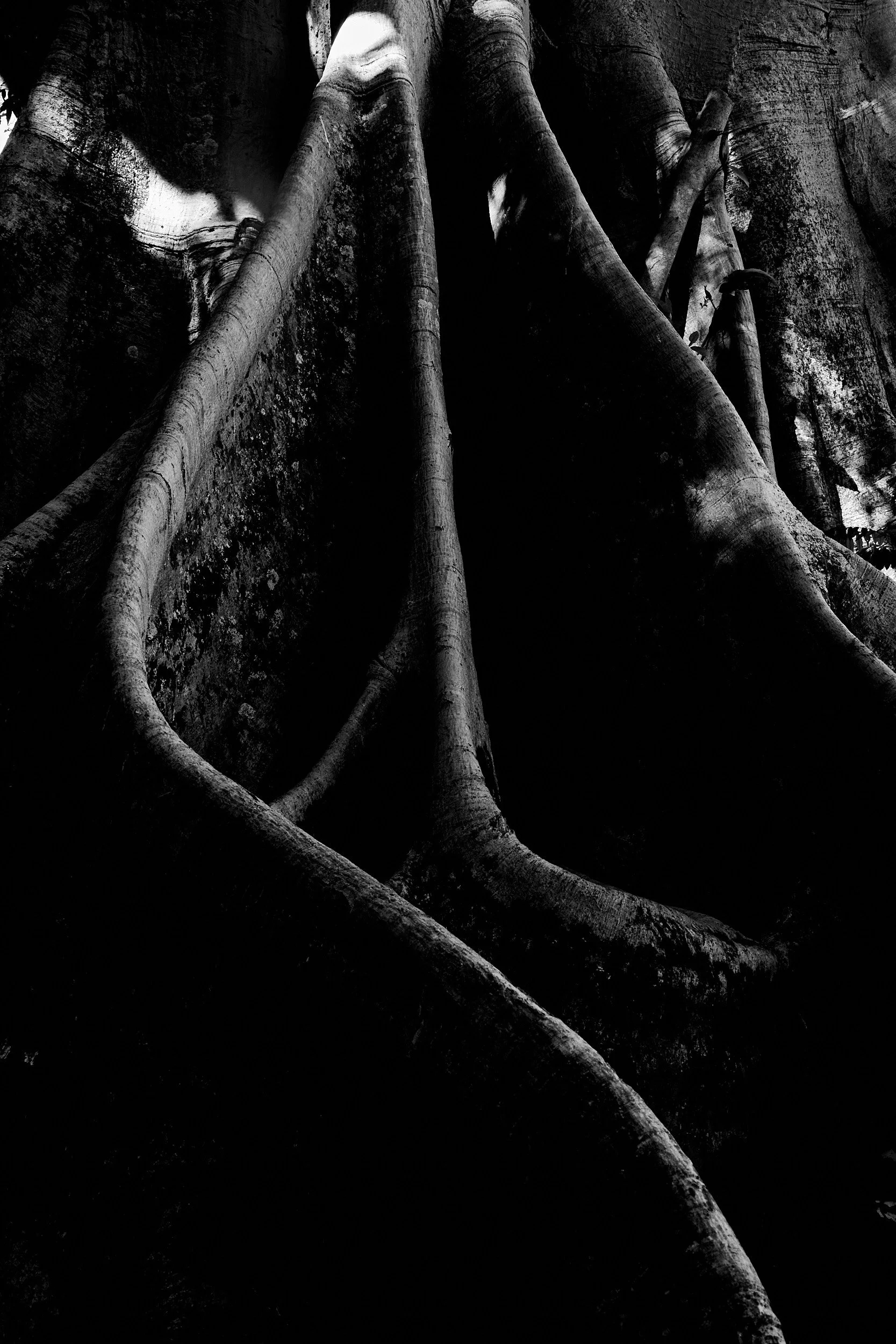 Close-up of tangled tree roots or vines in black and white.