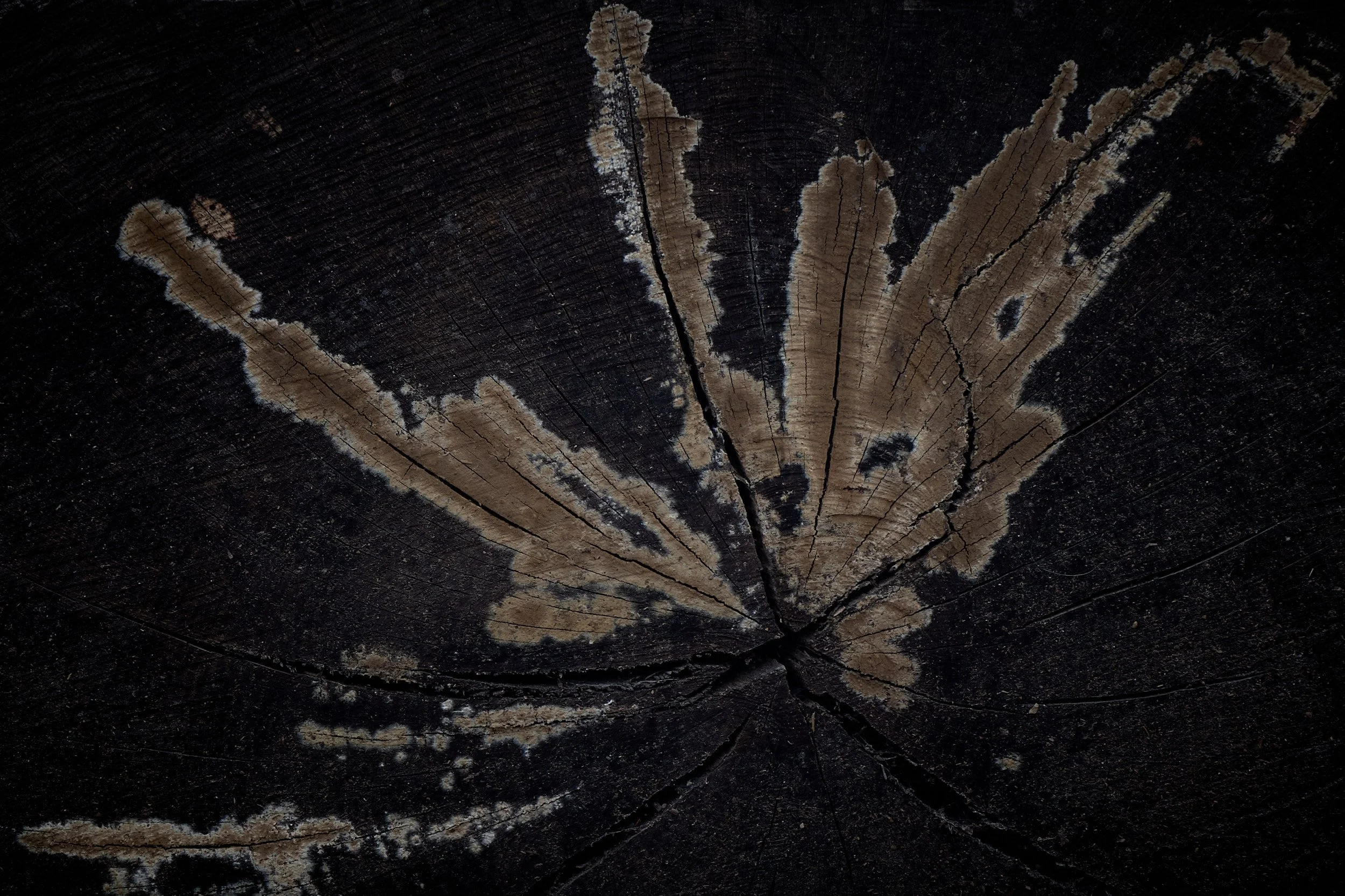 Close-up of a dark, weathered tree trunk cross-section showing growth rings and a large, pale crack.