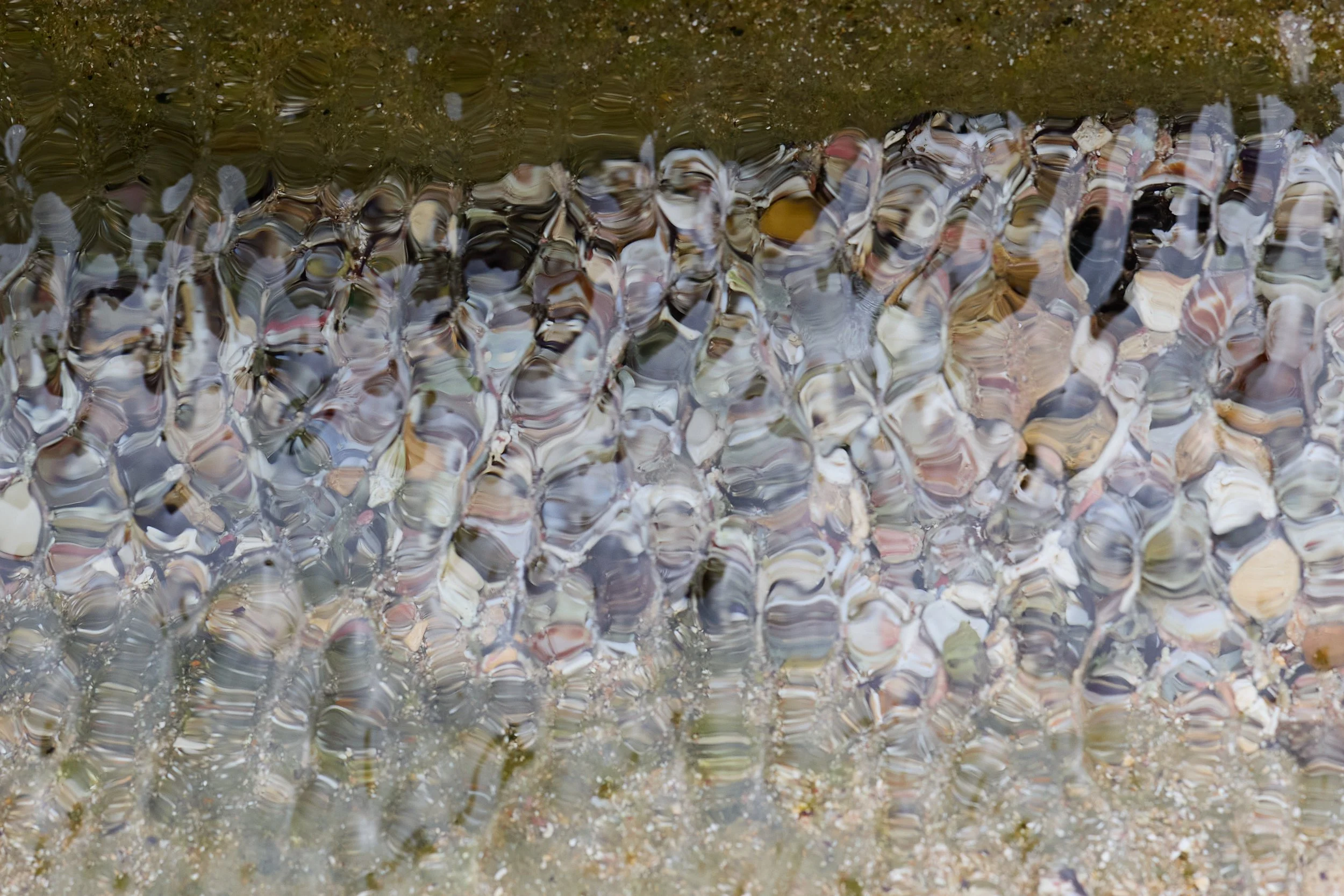 Close-up of a murky water surface with numerous shell fragments visible beneath the rippled water.