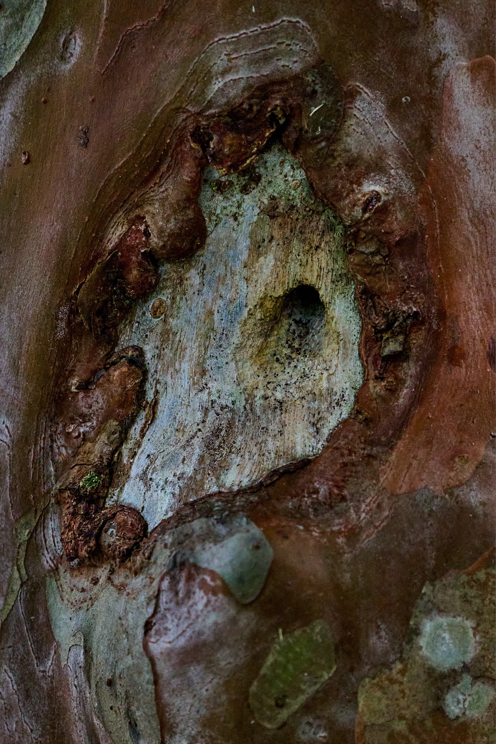 Close-up of a tree trunk with rough, textured bark and some small green moss patches.