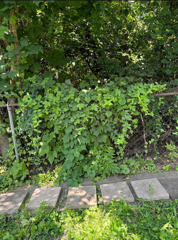 Overgrown Fence Line.png