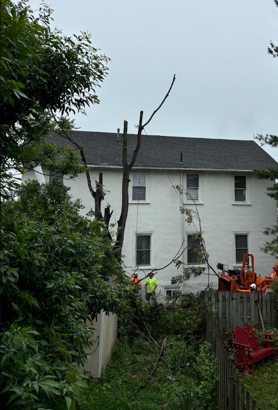 Bathroom View of Tree Removal .png